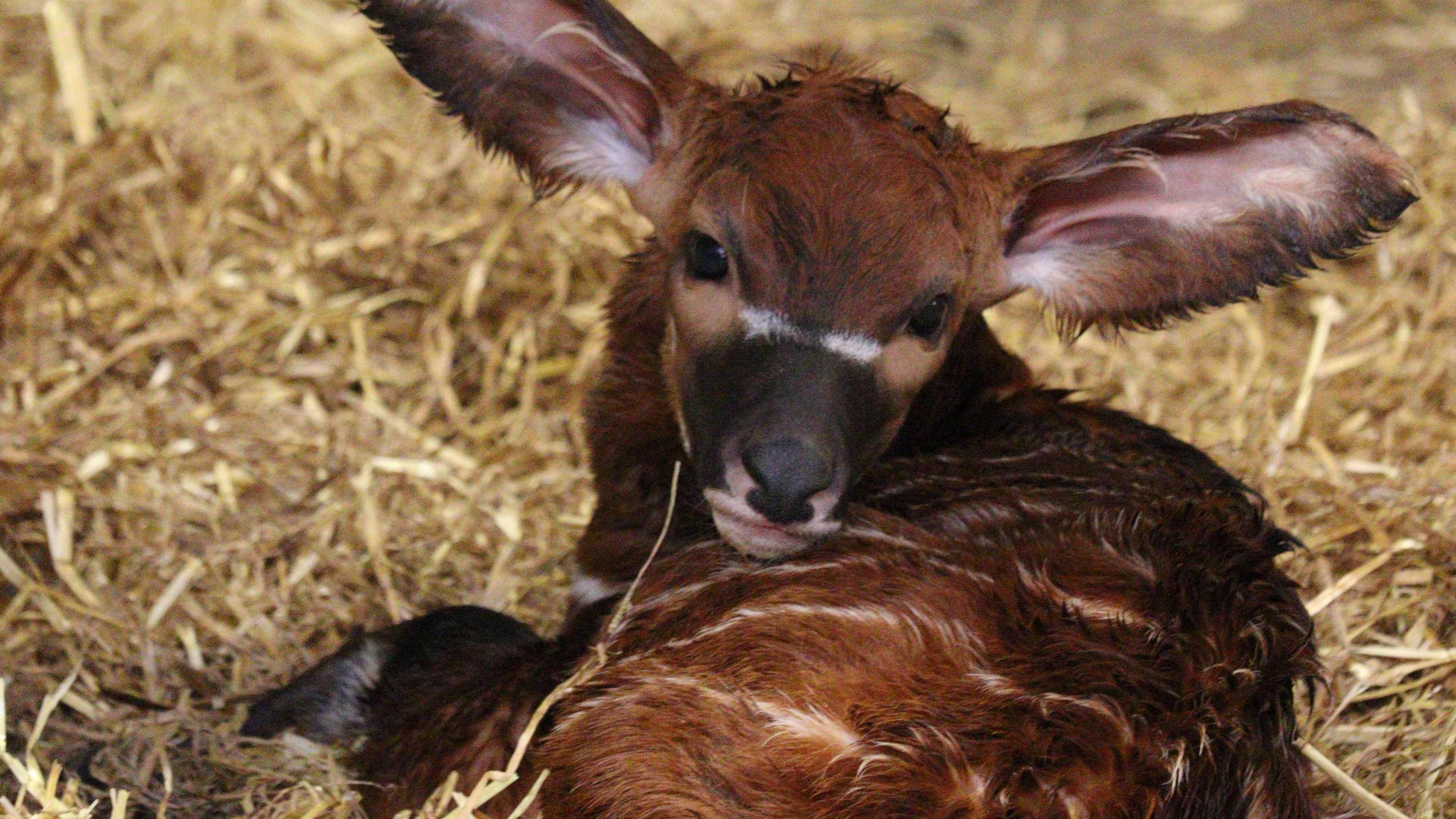 The baby bongo is lay in the hay once again - looking more confident than the previous two images. Its head is turned to rest on its back, facing the camera, and it appear like it will begin licking its fluffy dark chestnut hair to clean it. Its ears are once again pointed upwards. 