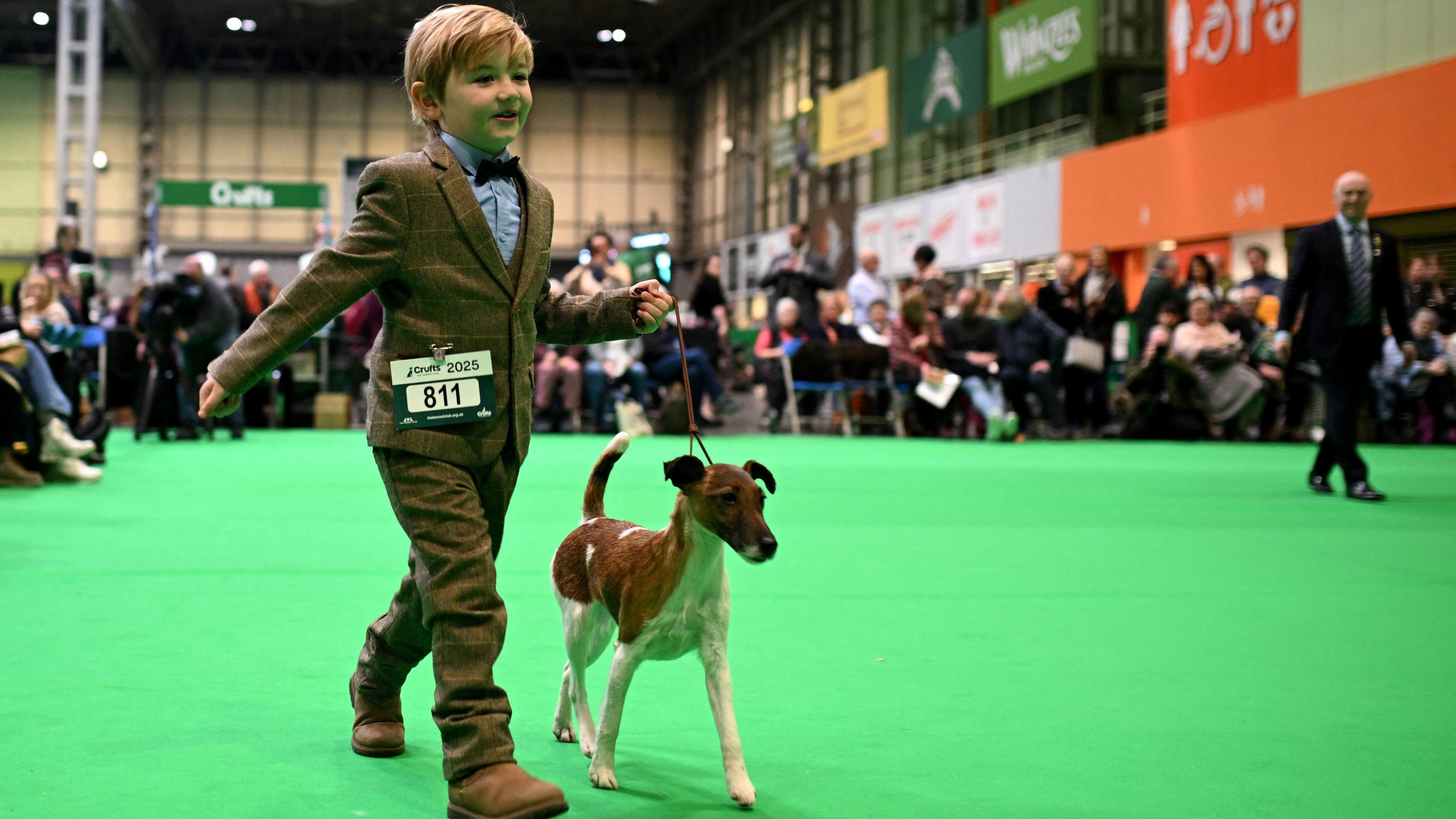 A young boy walking across a green carpet with a dog who is on a lead. The boy is wearing a brown tweed suit and the dog is a brown and white fox terrier.