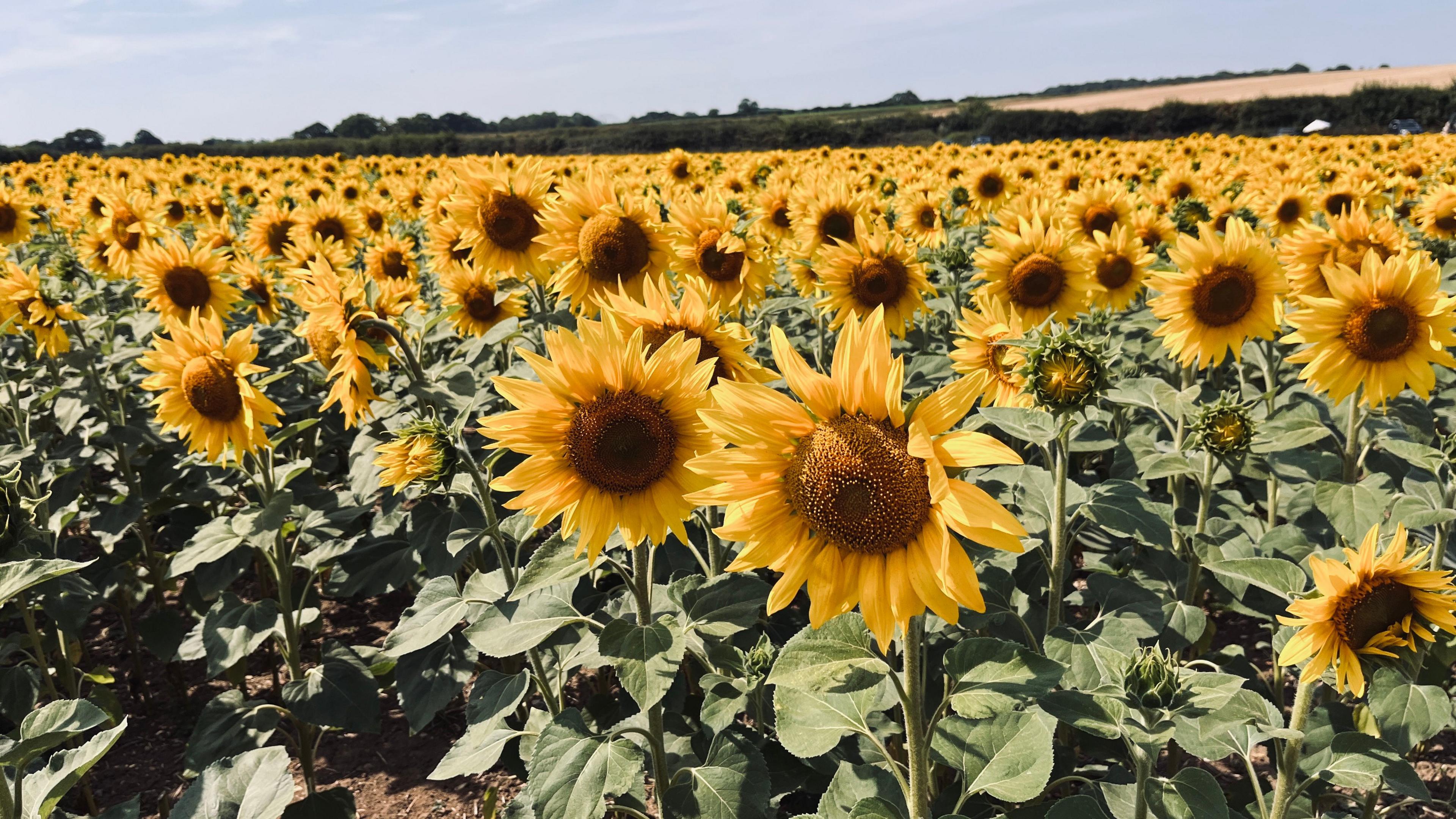 Sunflowers in a field.