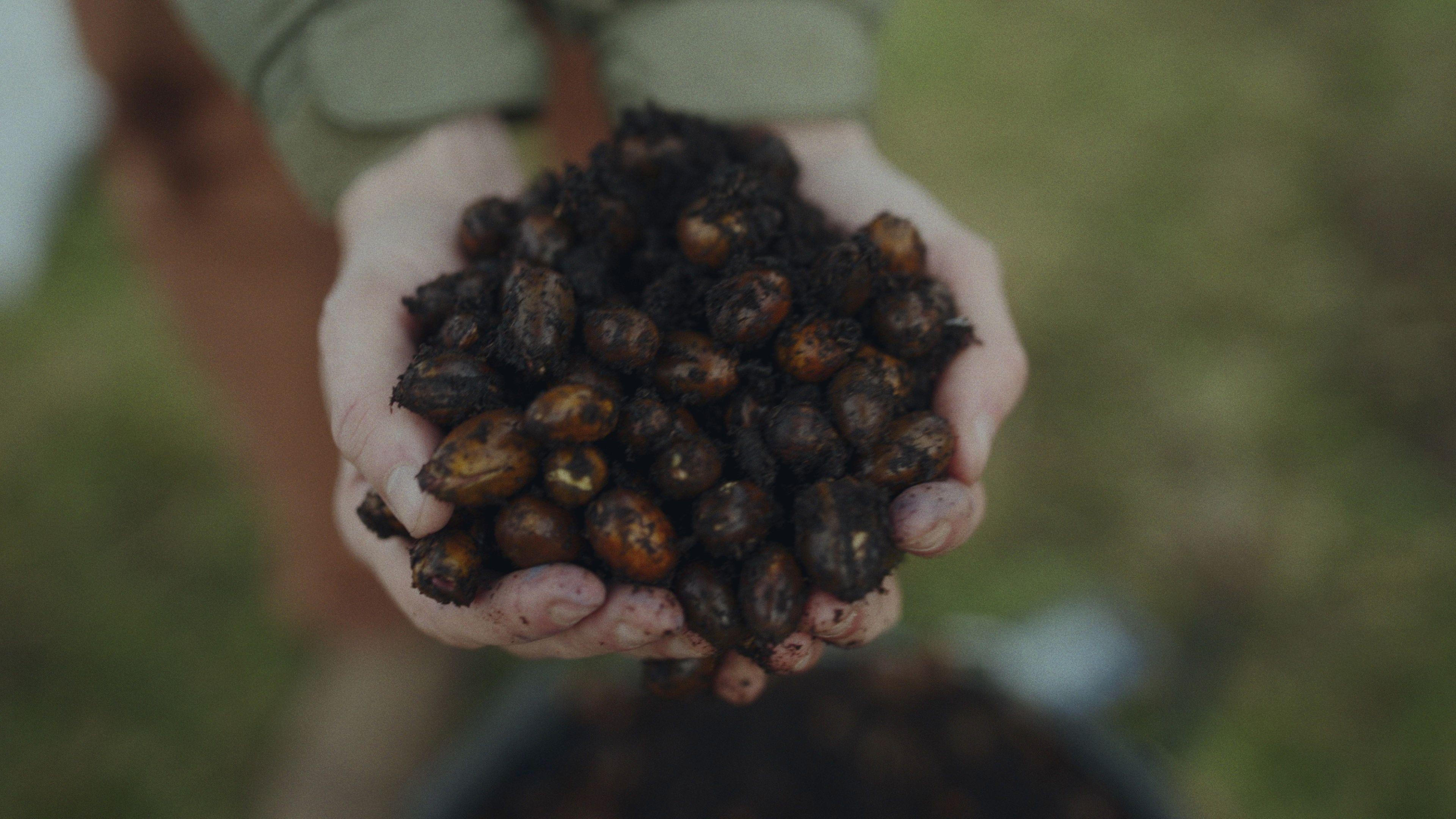 A close up of some hands holding some large seeds covered in soil