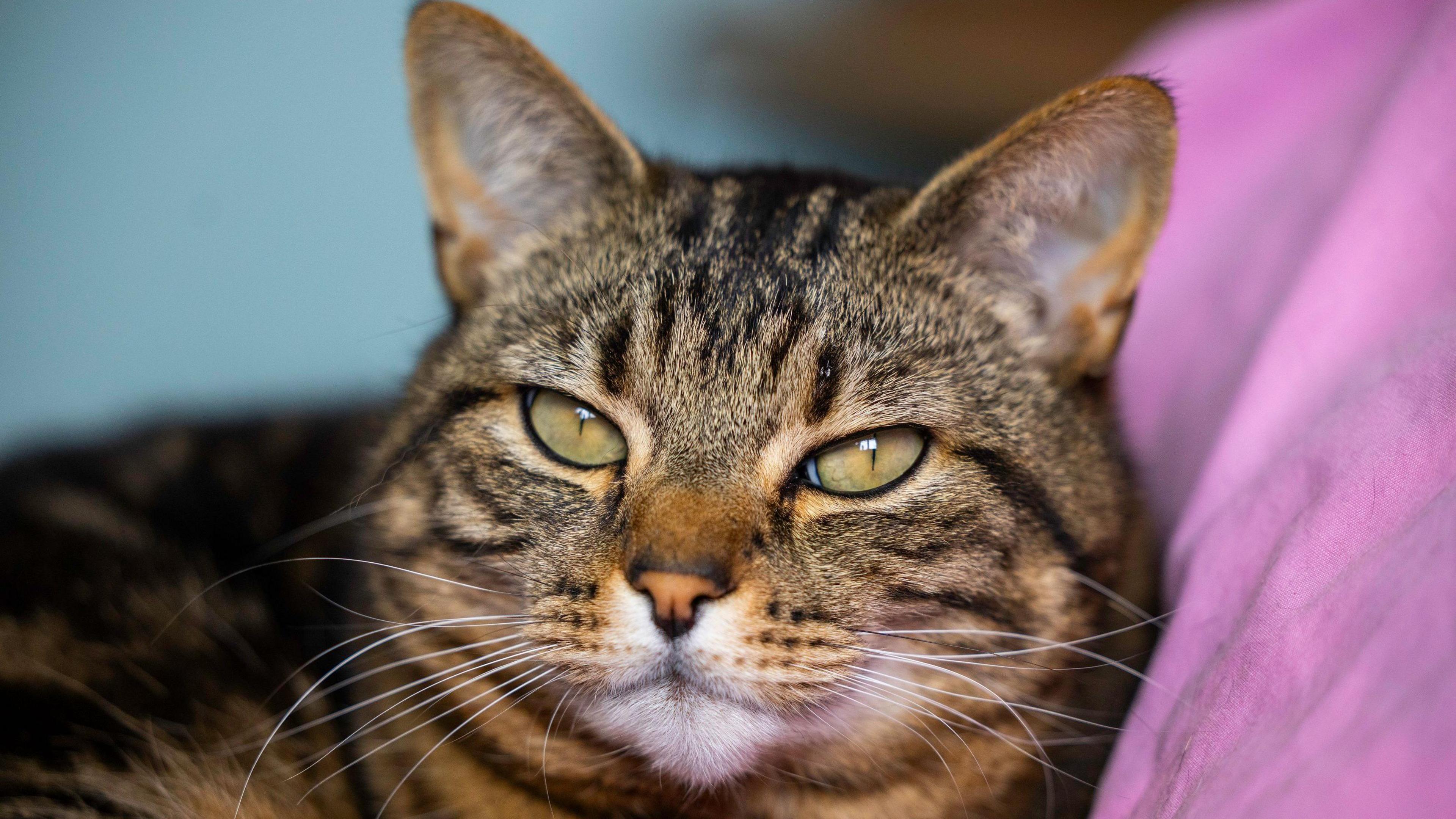 A head and shoulders shot of a brown tabby cat