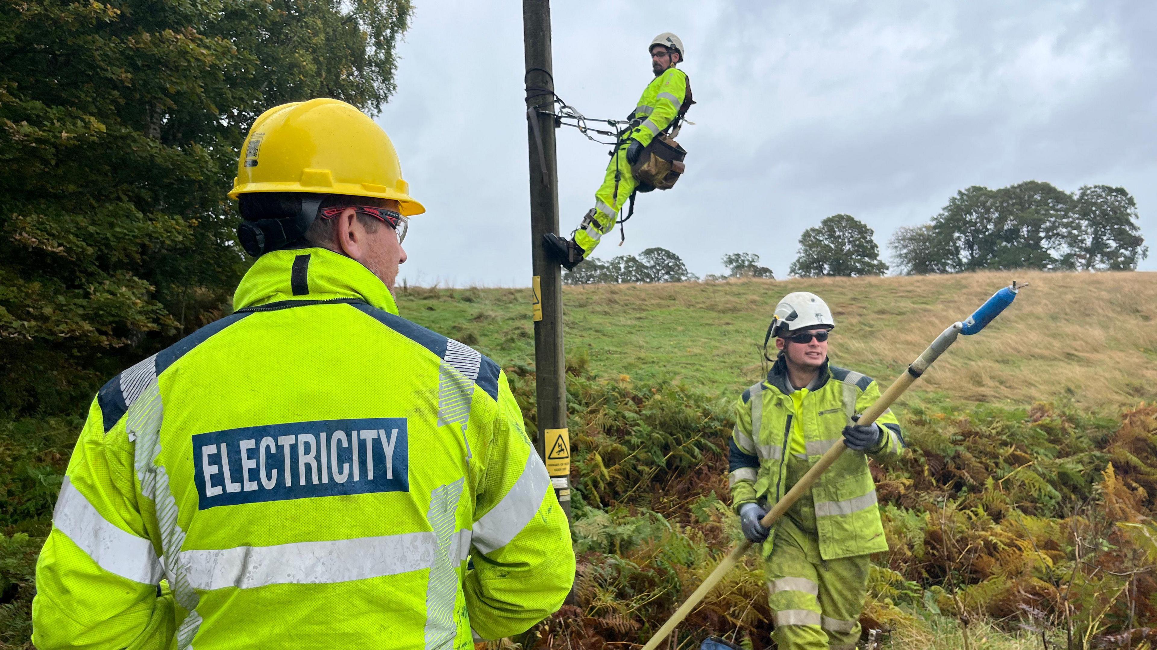 Three men in hi vis and hard hats fix a power line beside a fallen tree amid ferns with two trees in the back grounds