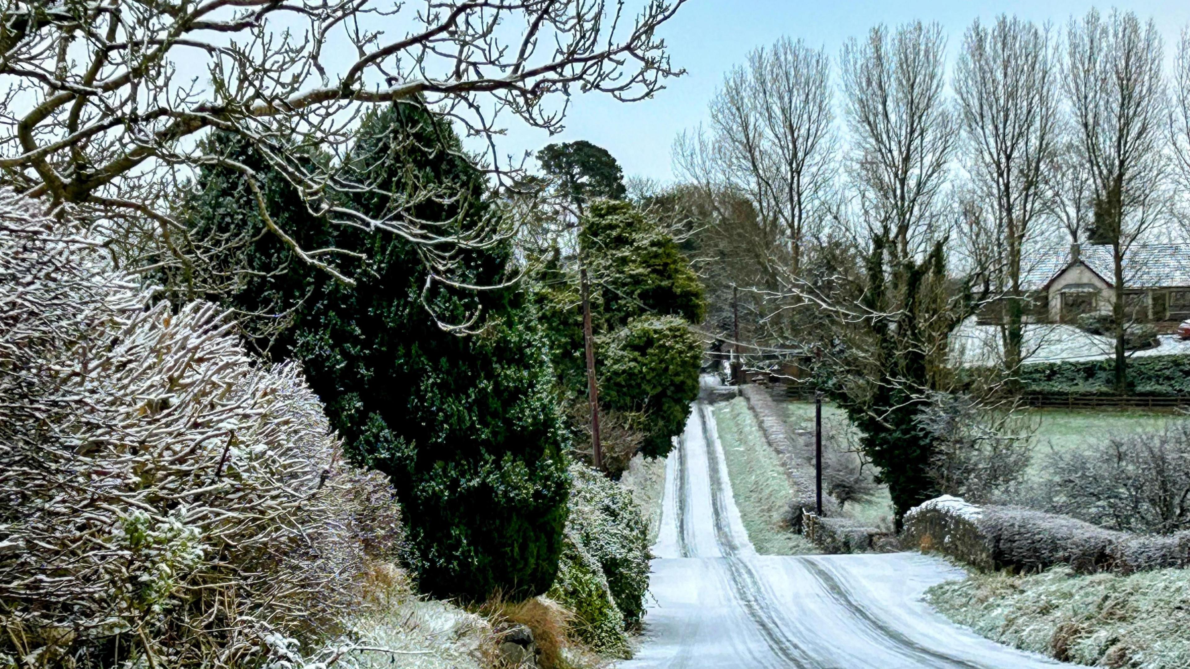 A road, covered in snow with tyre tracks down the middle. There are trees and bushes on either side of the road. 