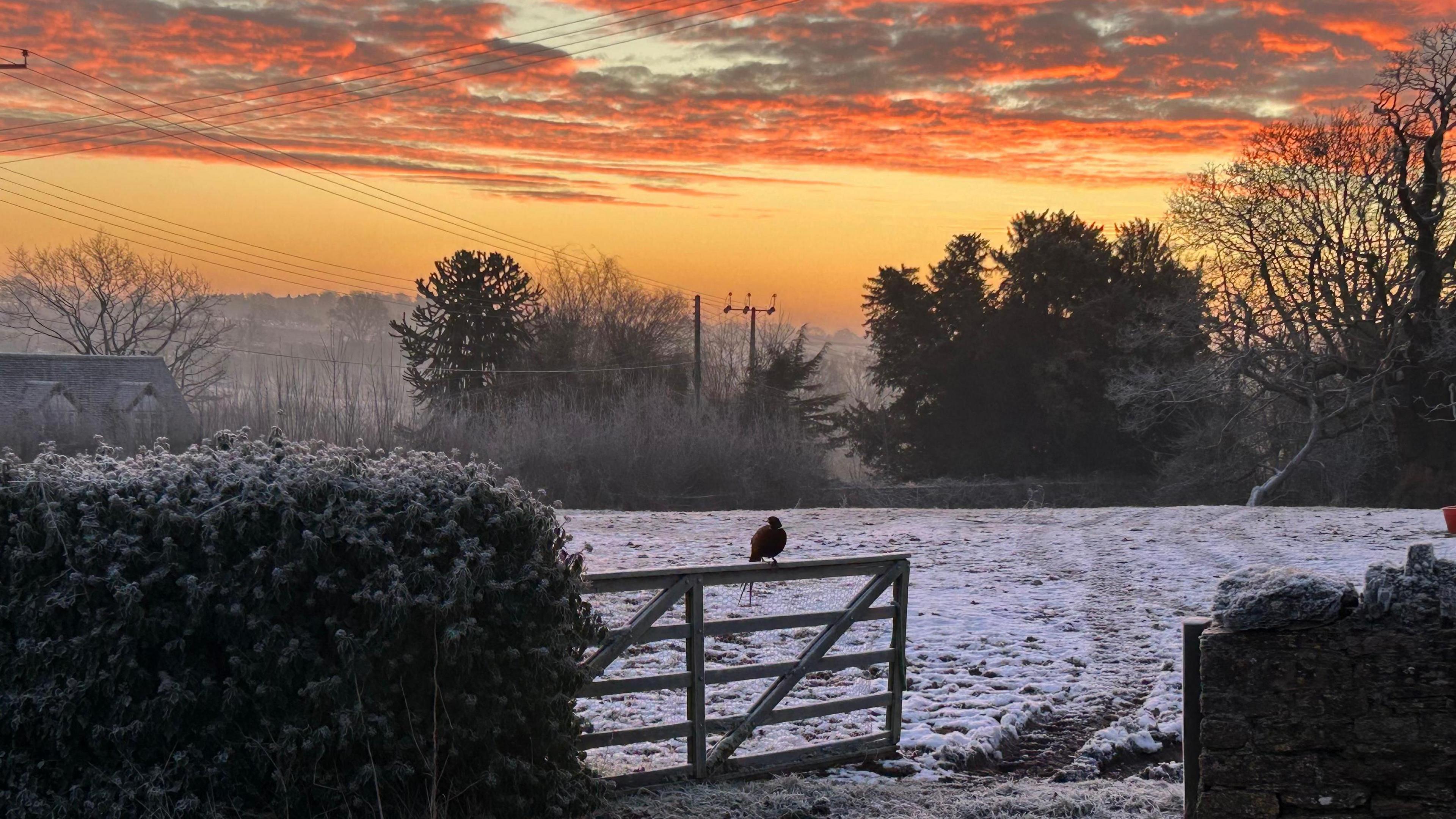 A field is covered lightly in snow and a wooden gate is open half way into the field. Trees surround the field and a bird is perched on the gate. An orange sunrise fills the sky.