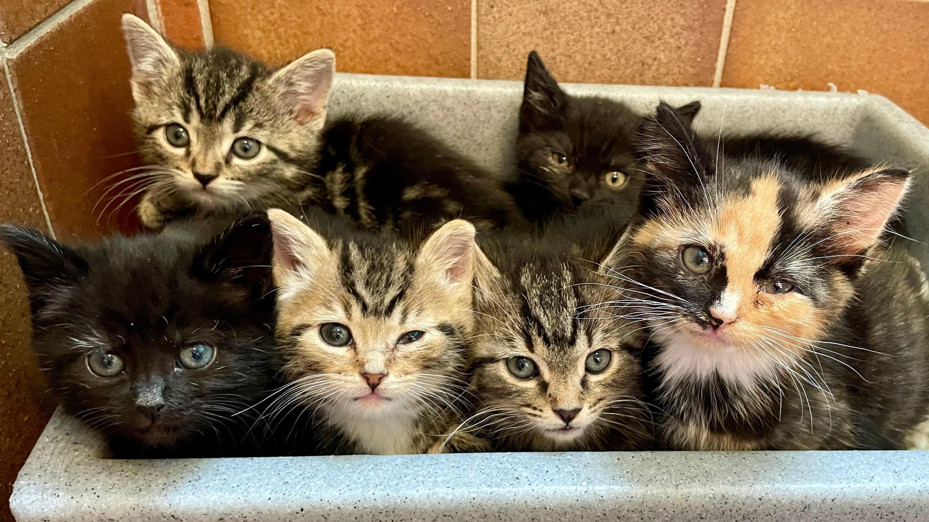 Six kittens looking tired and bedraggled with obvious eye infections