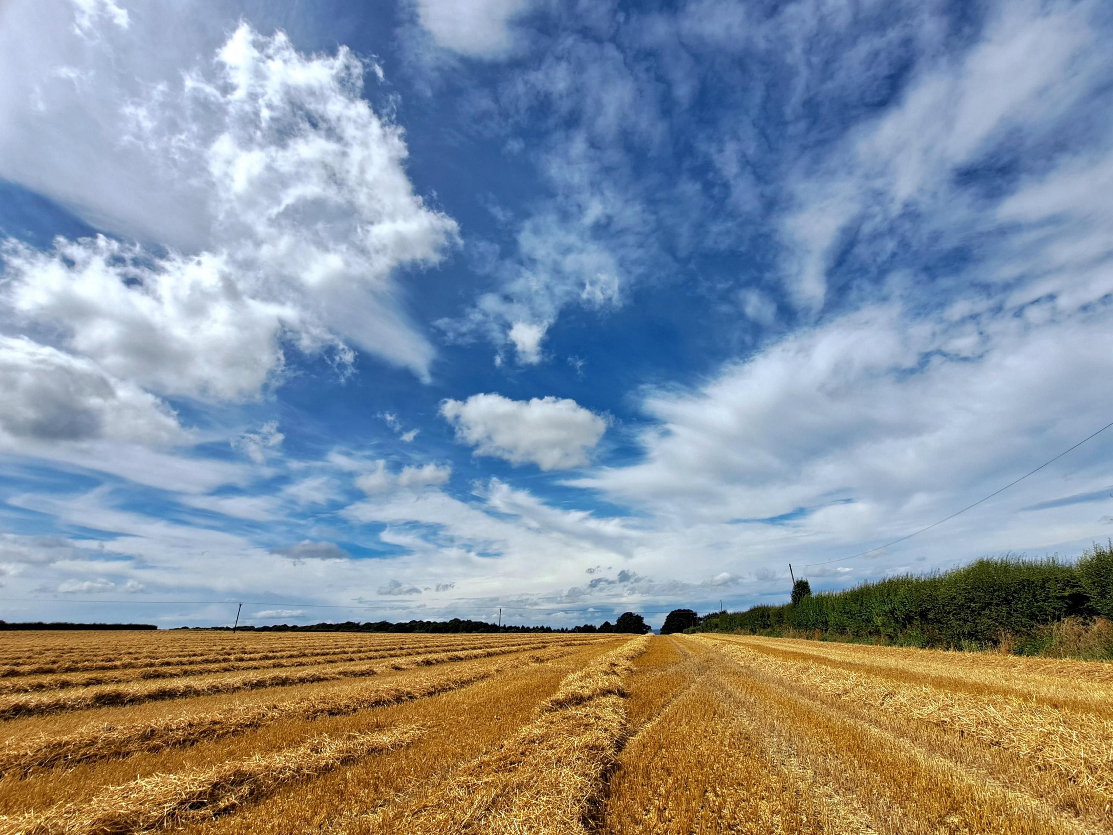 A field of golden corn stubble with blue sky and white clouds above.