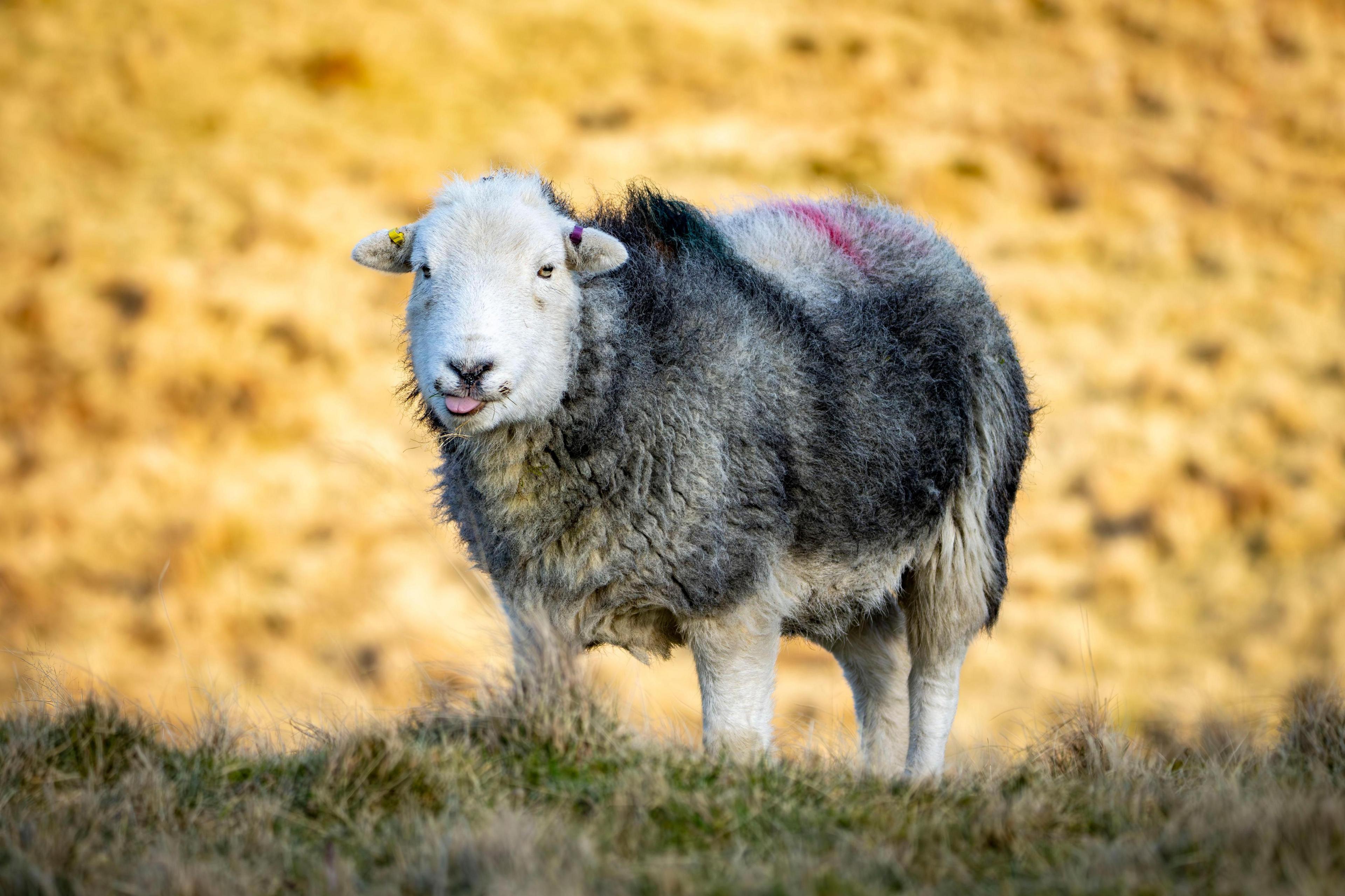 A sheep in a field is sticking its tongue out. 