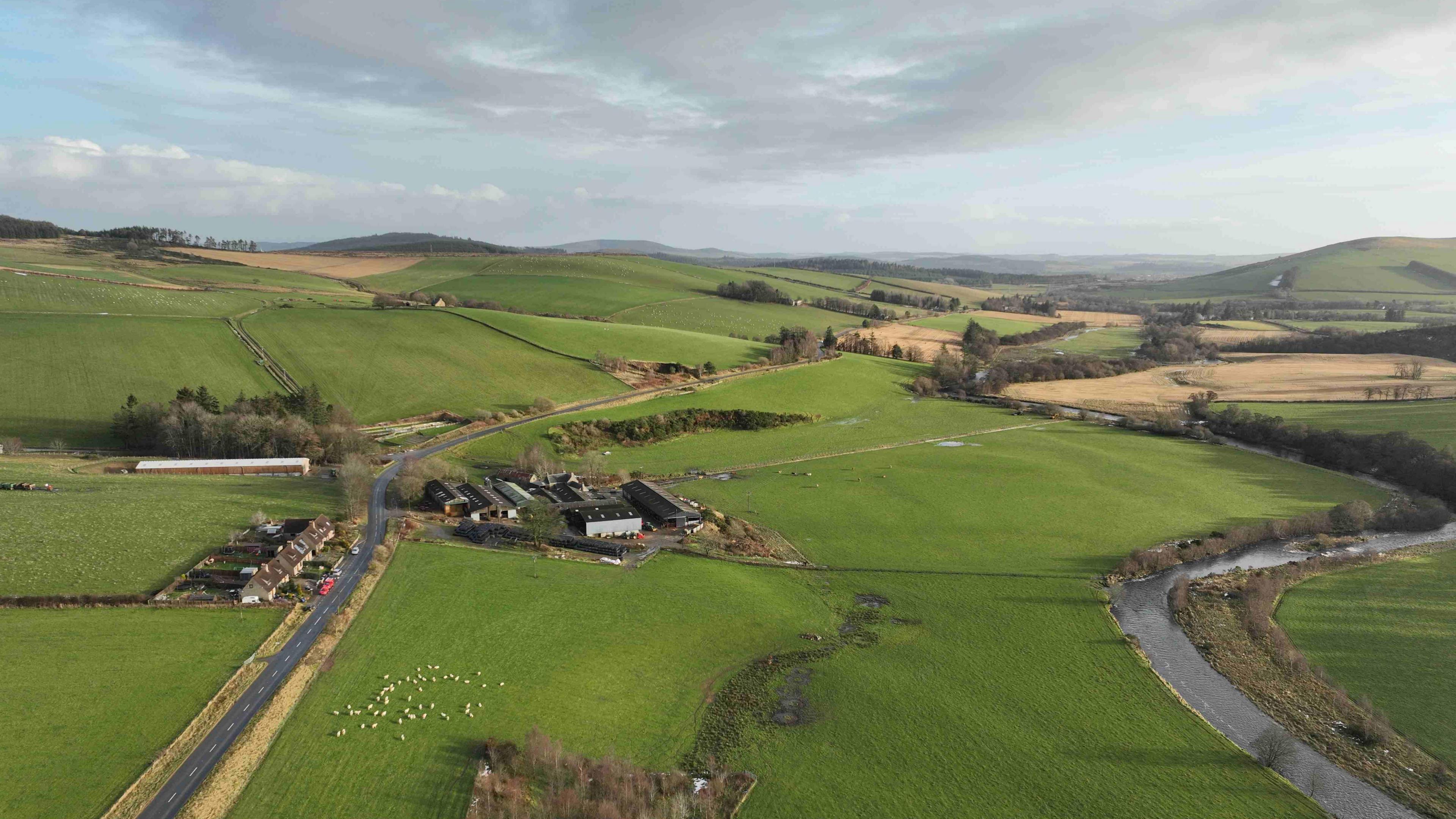 Sheep grazing on an Aberdeenshire farm beside a river