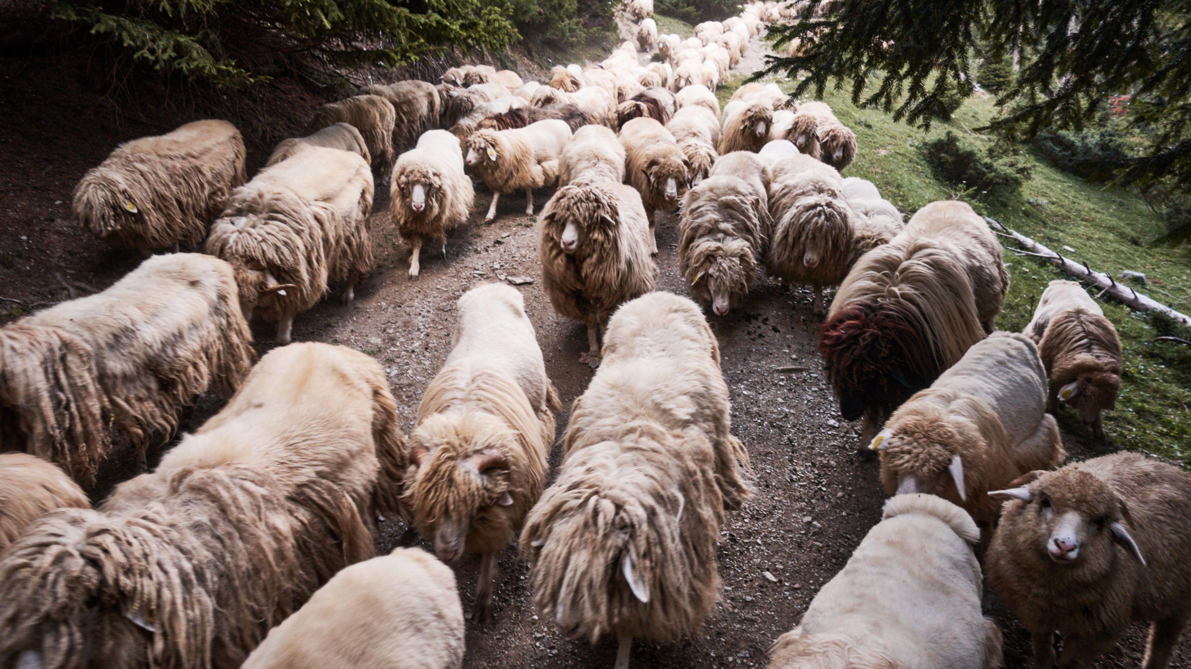 Sheep on the Accursed mountains 