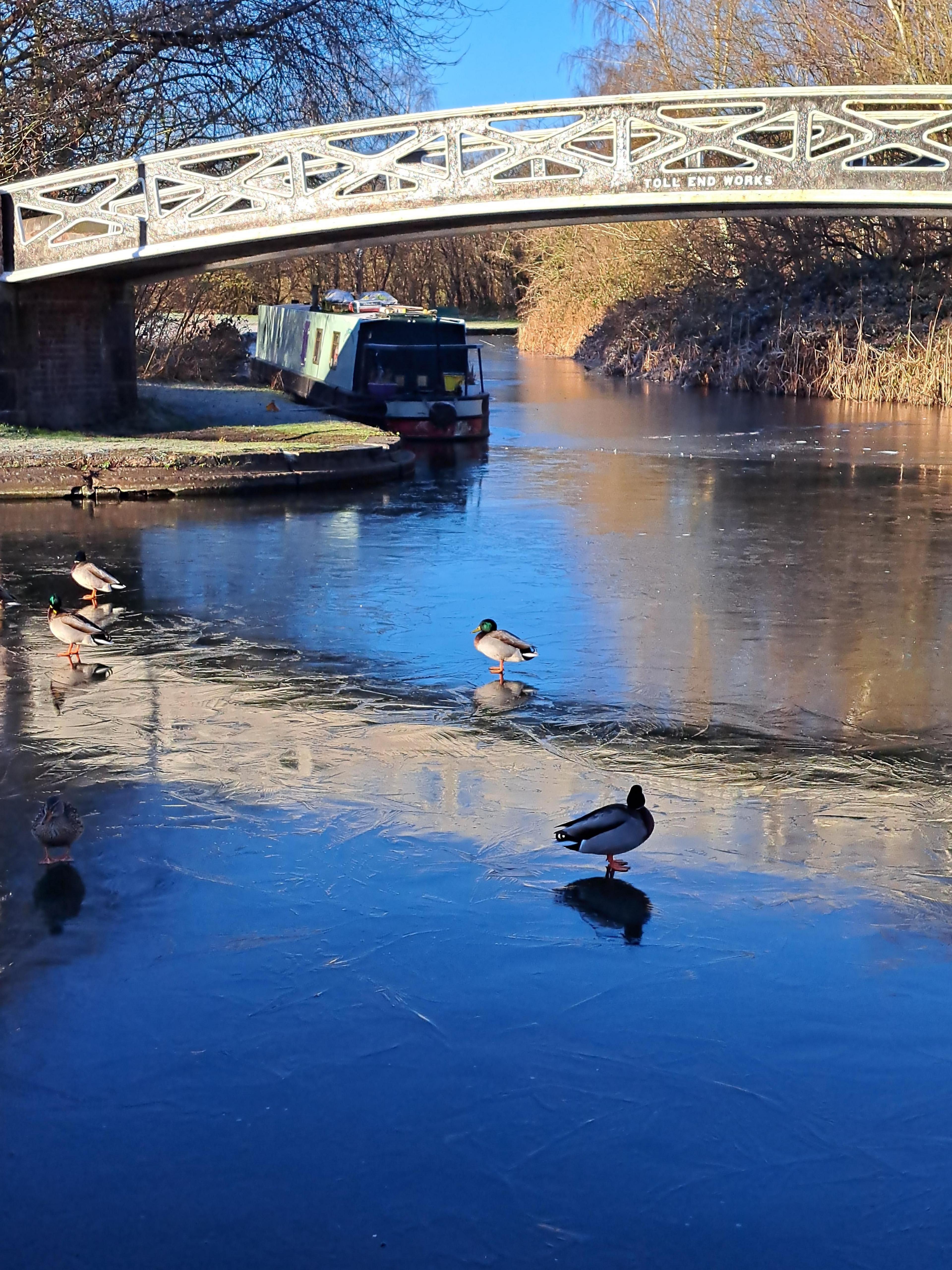 Ducks on frozen water