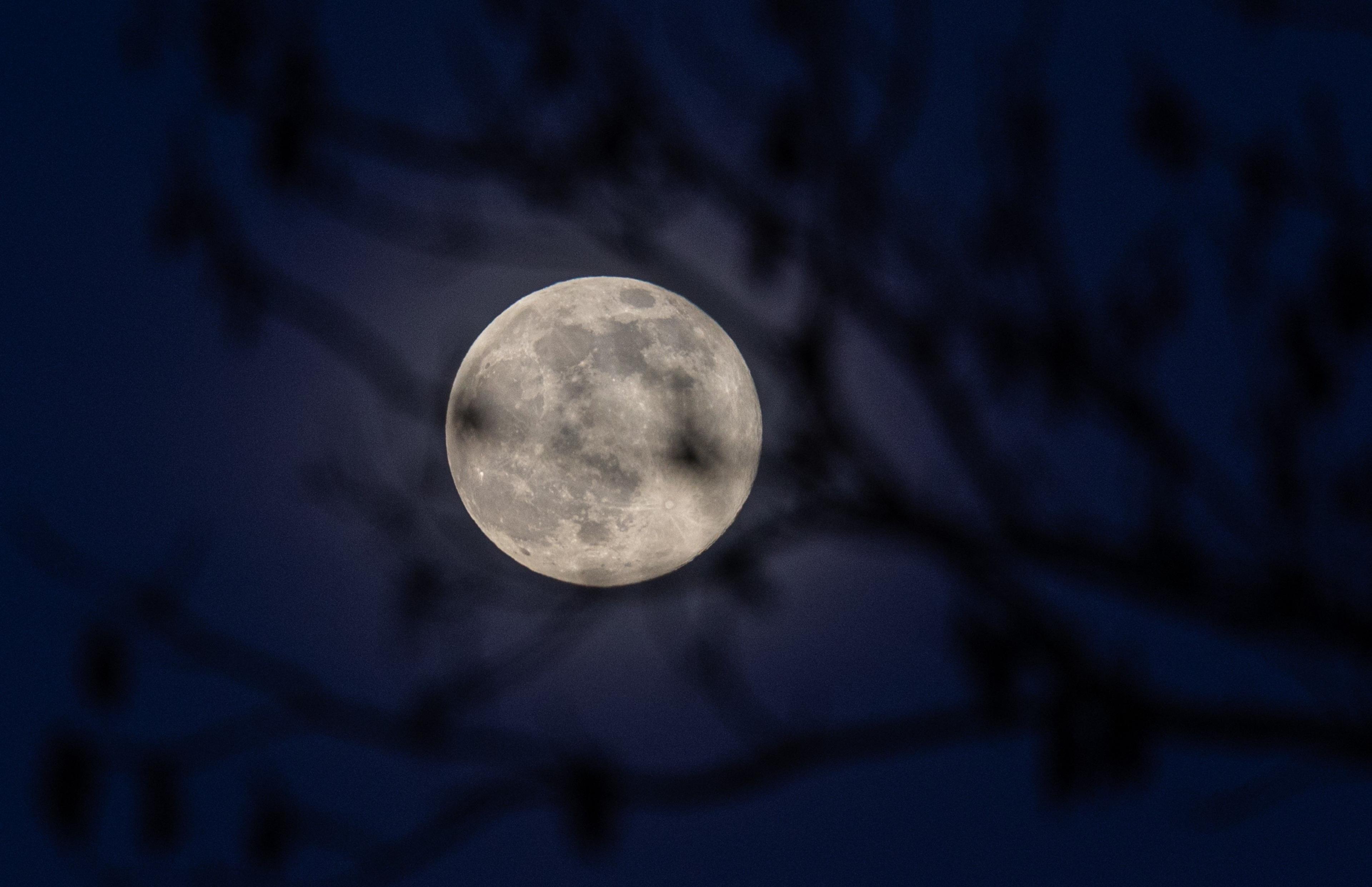 Full Moon rises in dark blue night sky behind leafless branches 