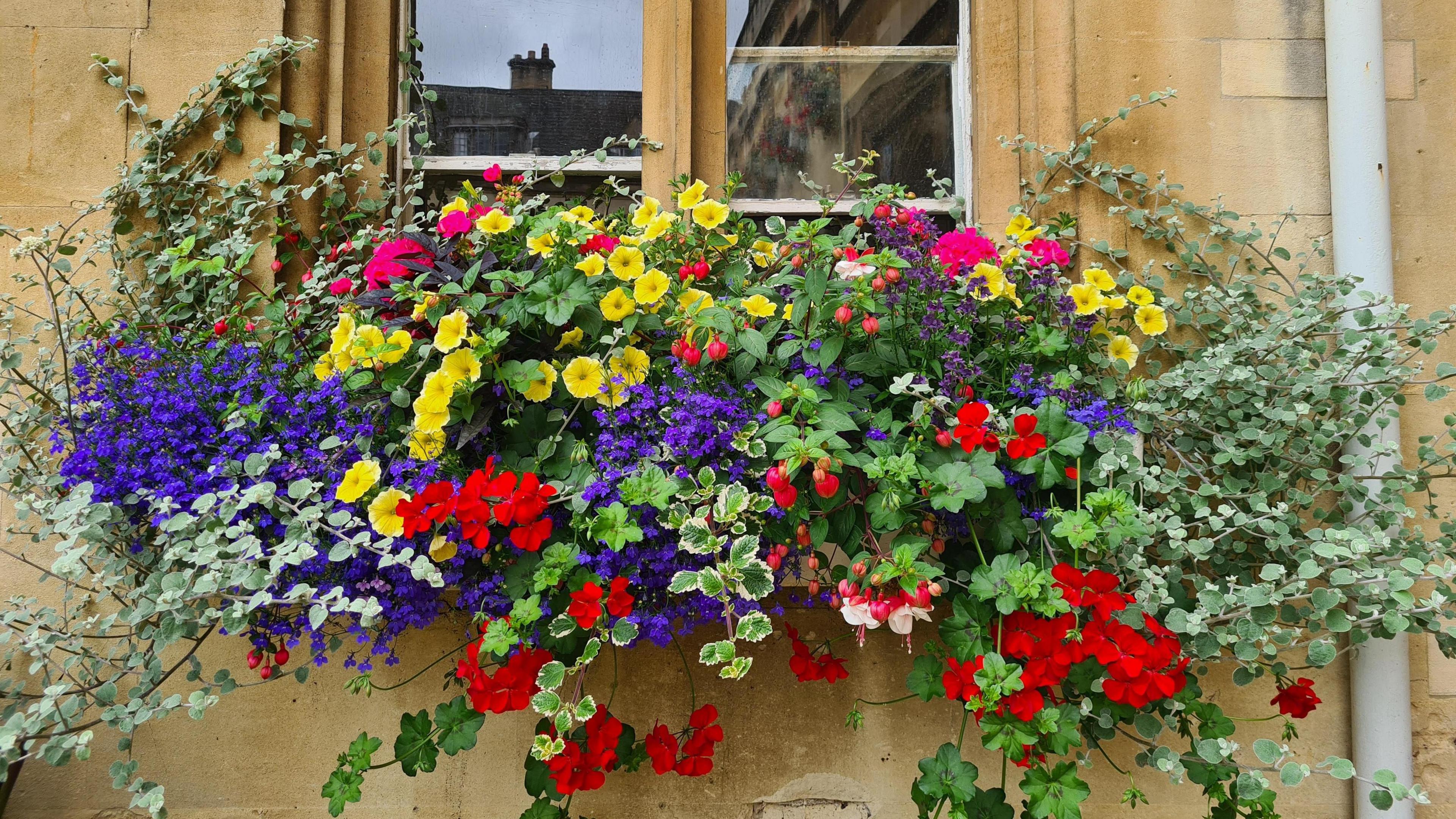 SATURDAY - A window box full of red, purple and yellow flowers against a yellow stone wall in Oxford. There is a window behind with reflections of the houses opposite.