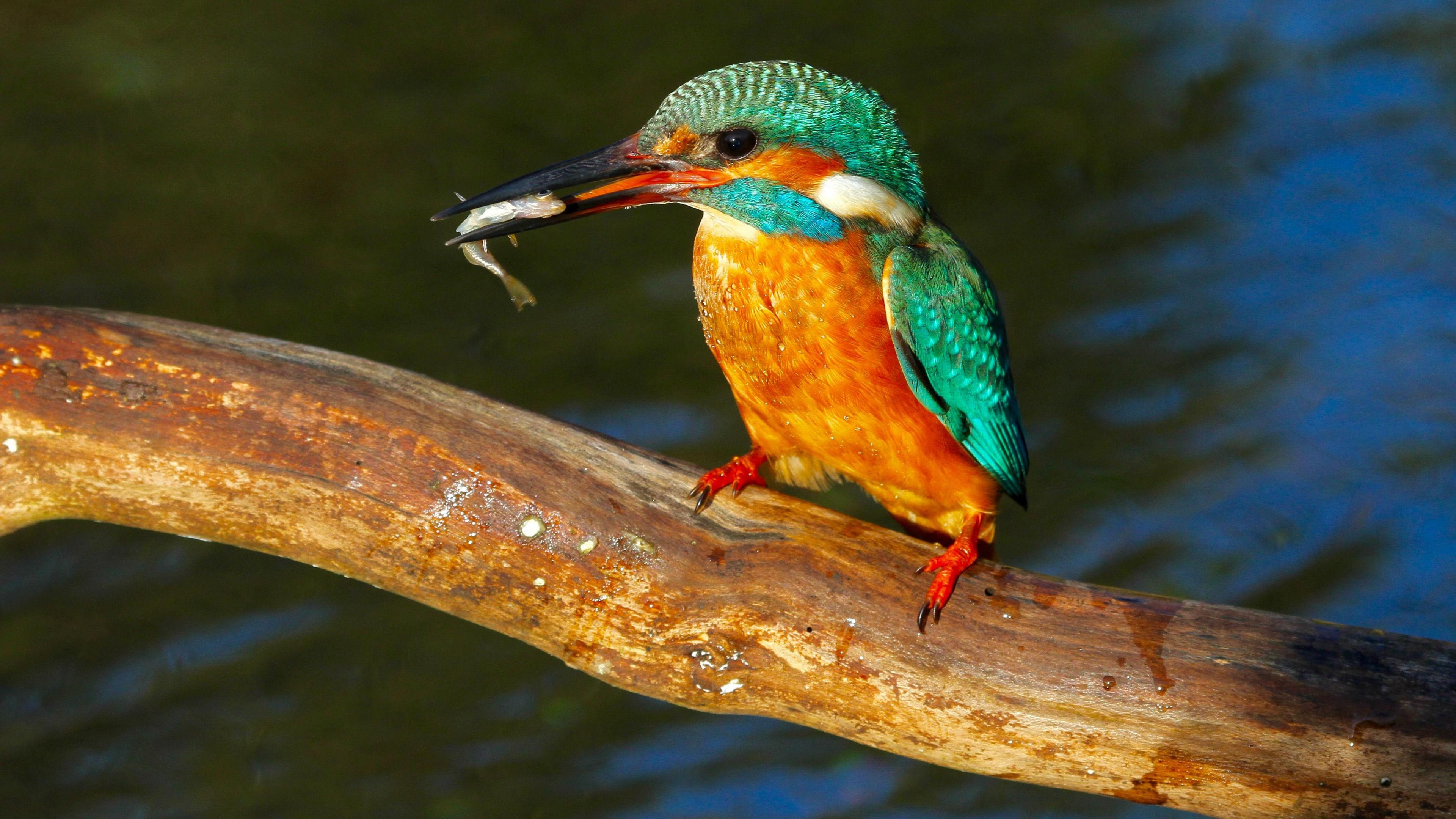 A kingfisher on a branch 