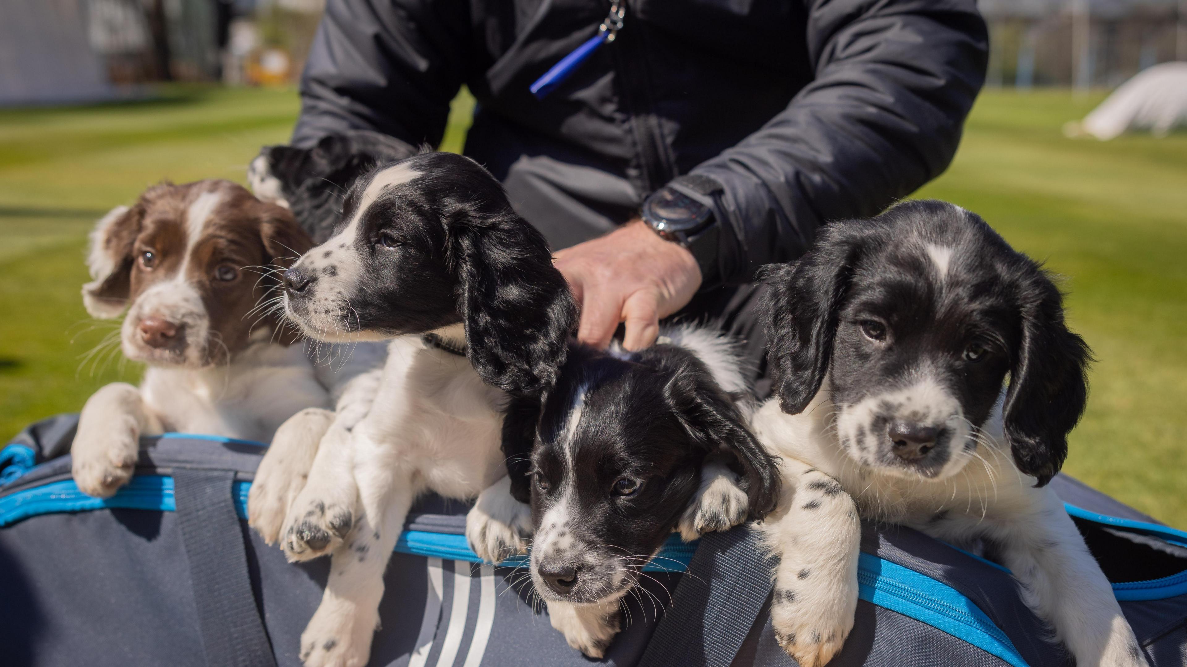 Five puppies in a cricket bag