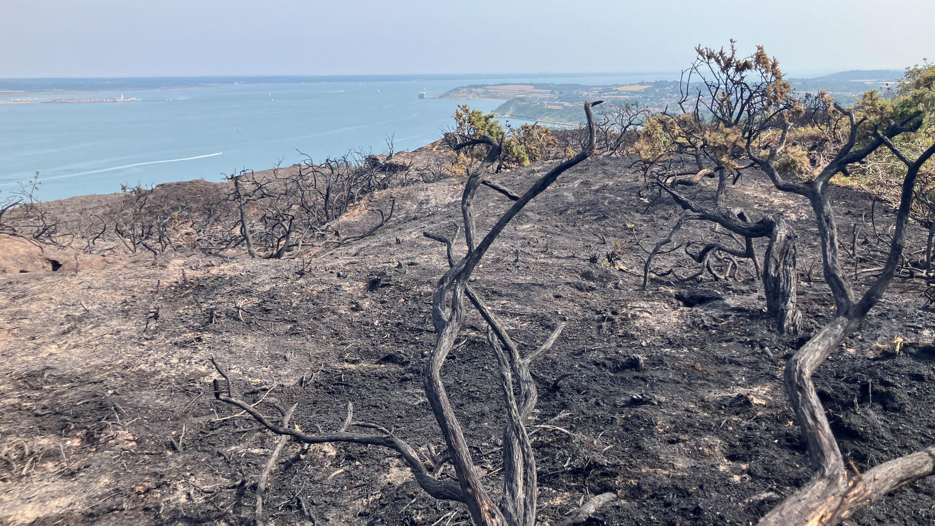 Burnt ground with destroyed trees and bushes and the sea in the distance.
