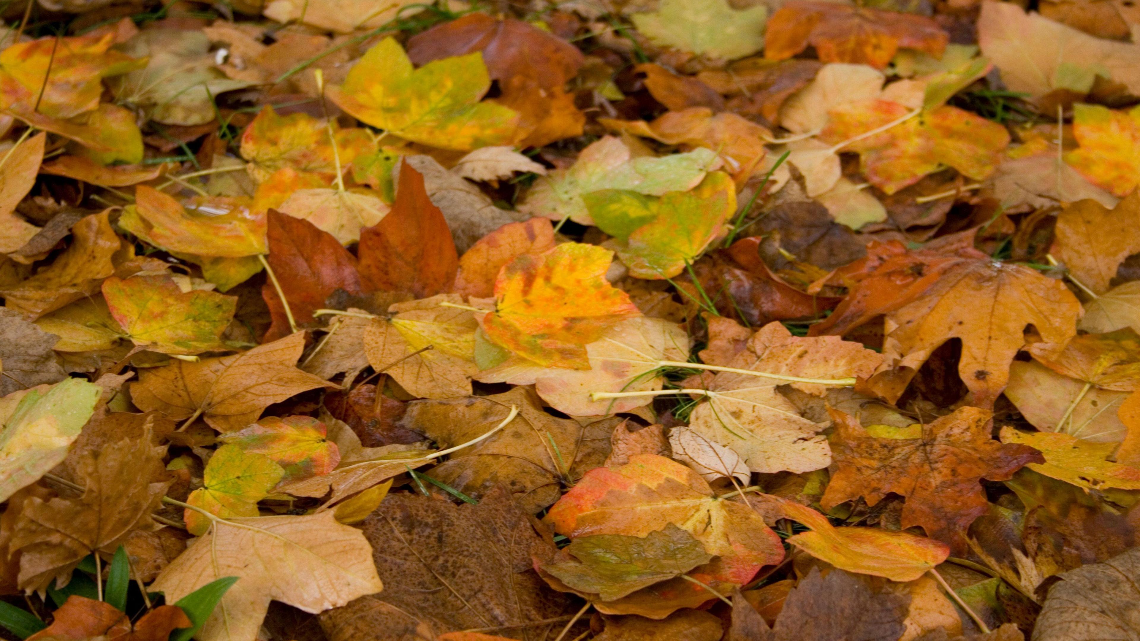 Autumn-coloured leaves on the ground 