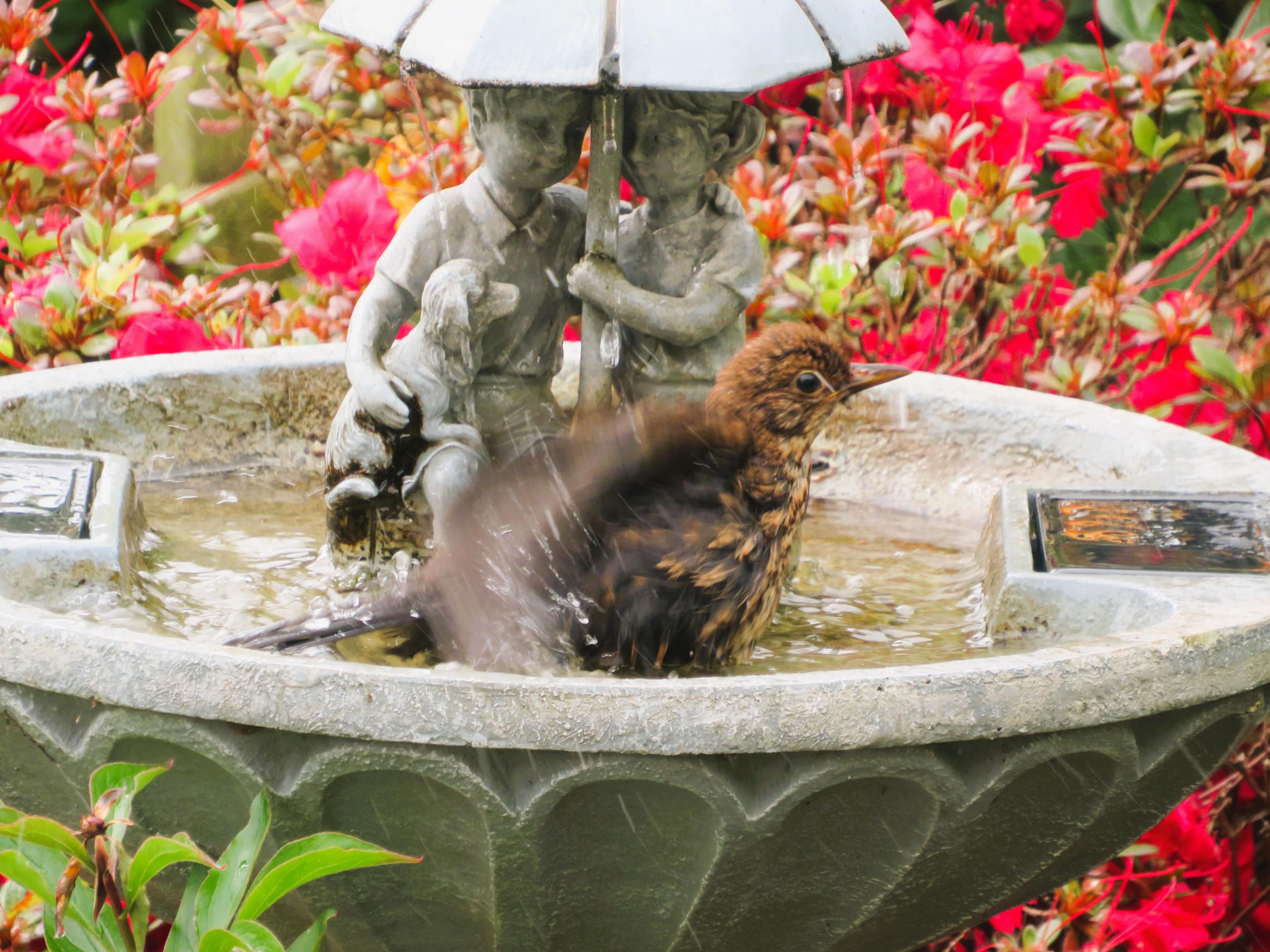 Bird in a bird bath