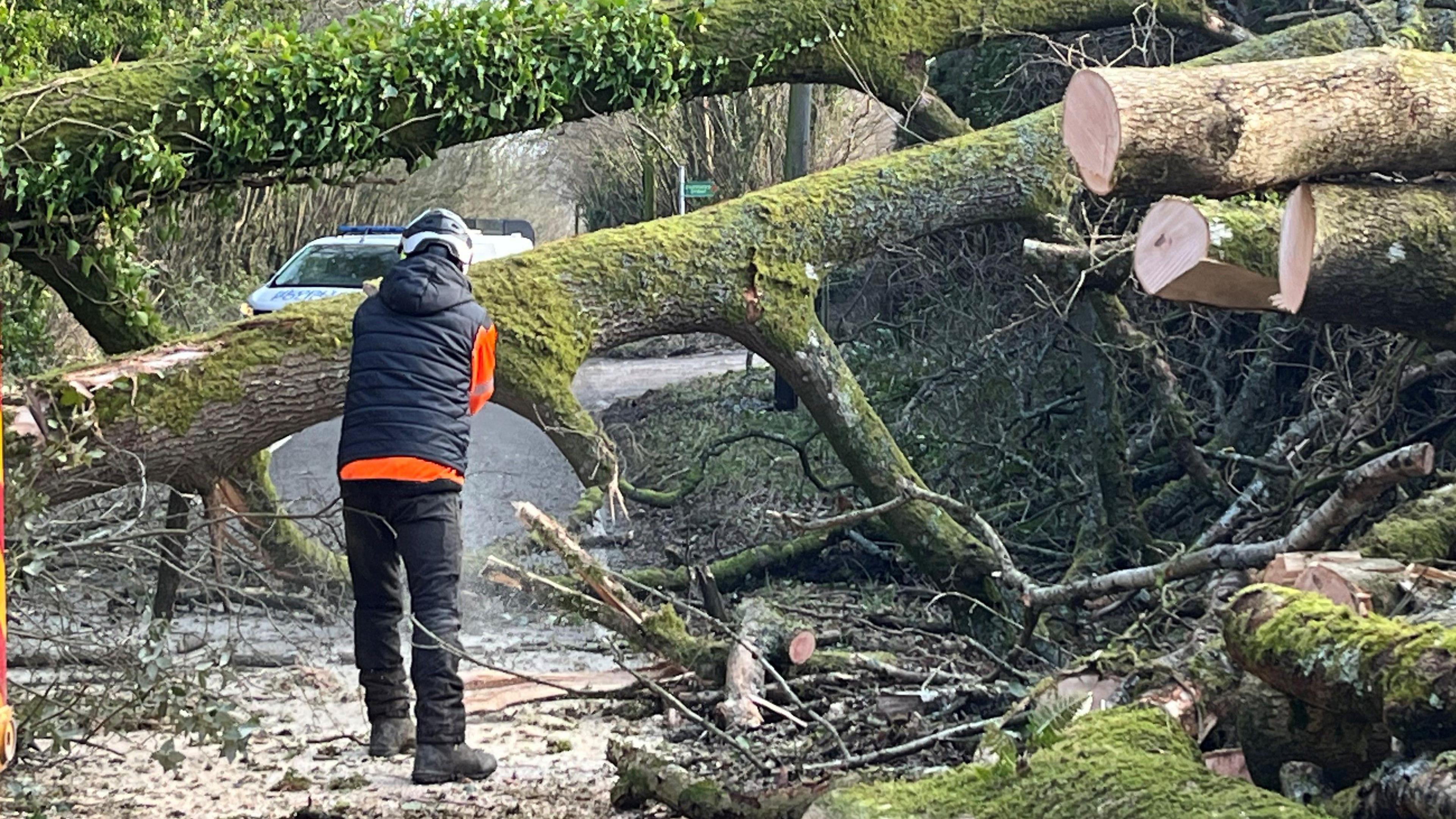 Man wearing black top with red cleaves and protective helmet cuts a fallen tree