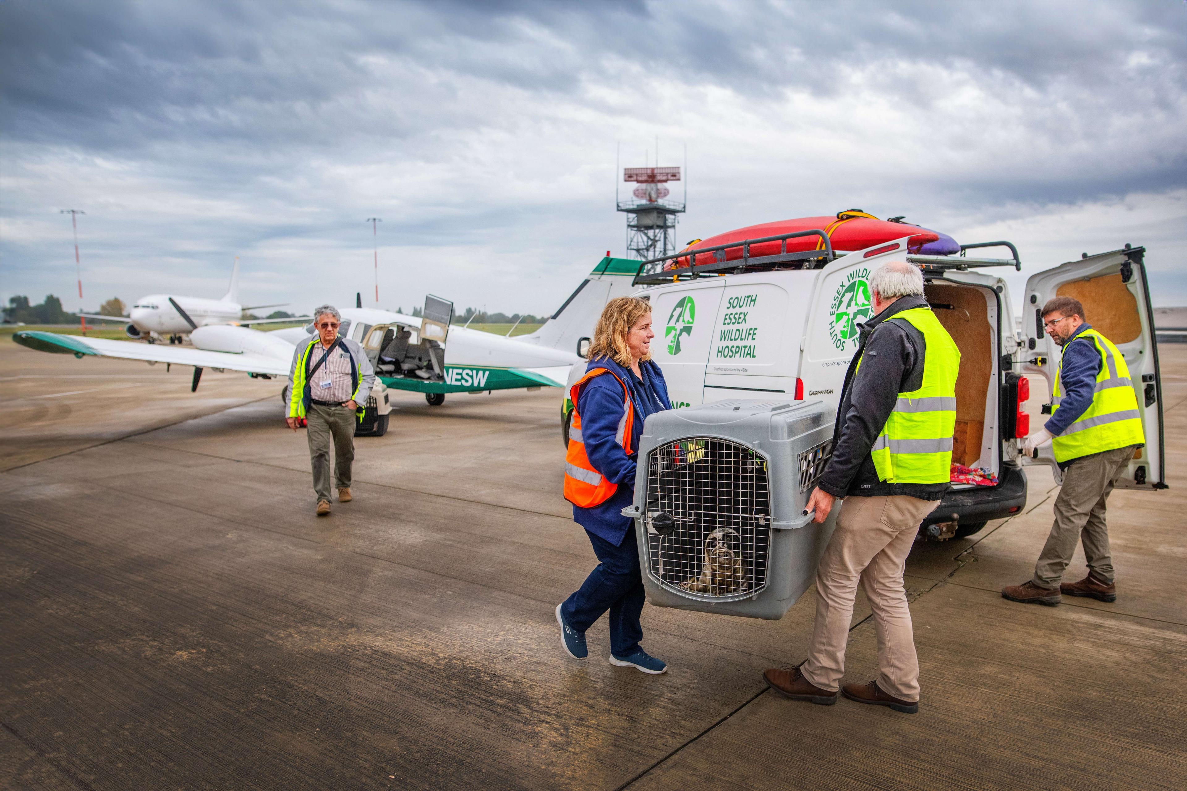 Rocky the Seal in a cage being carried by two people from a small white and green light aircraft to the veterinary ambulance, which is also white and green and has a red canoe-type boat fastened on its roof.