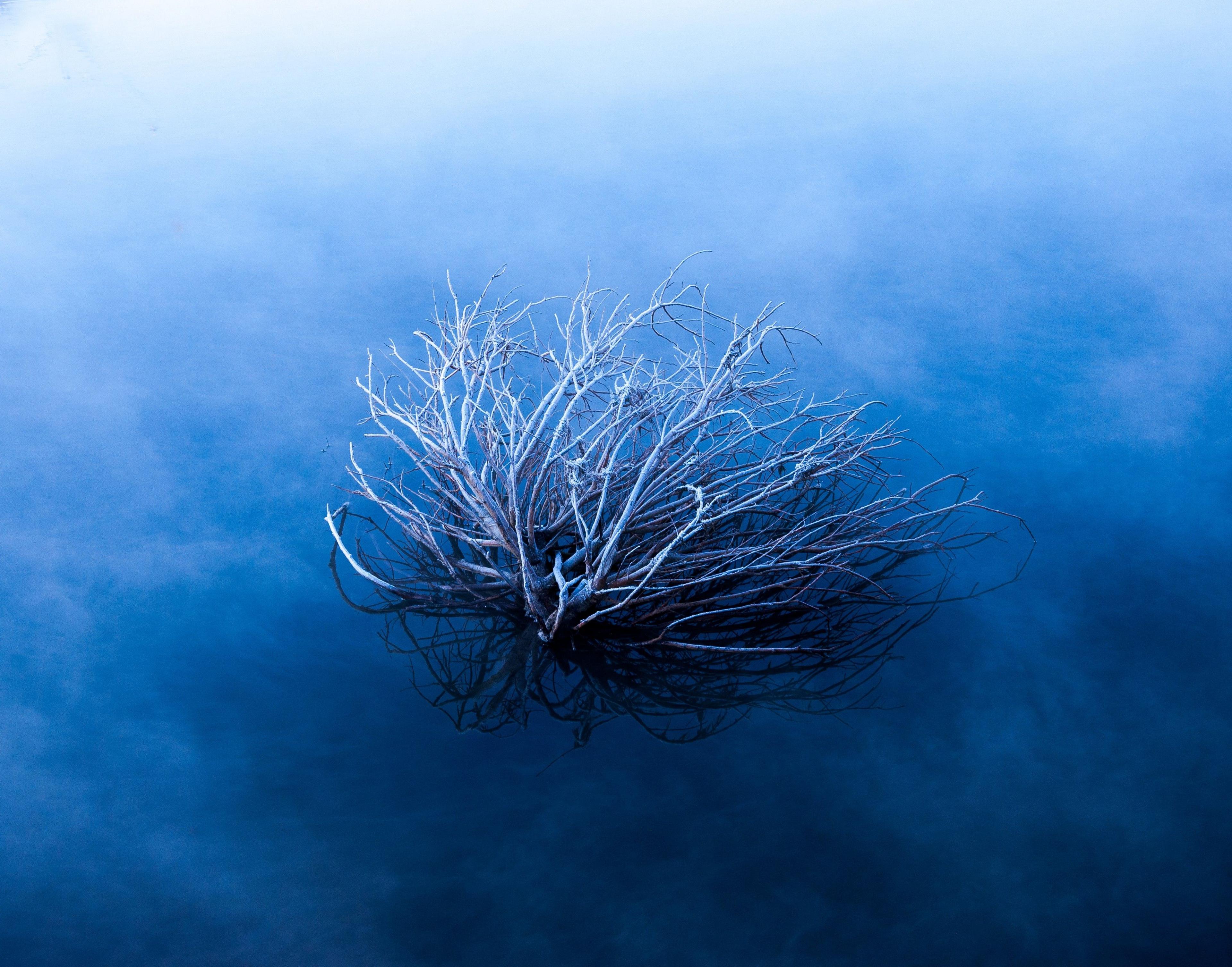 Branches on a pool of water