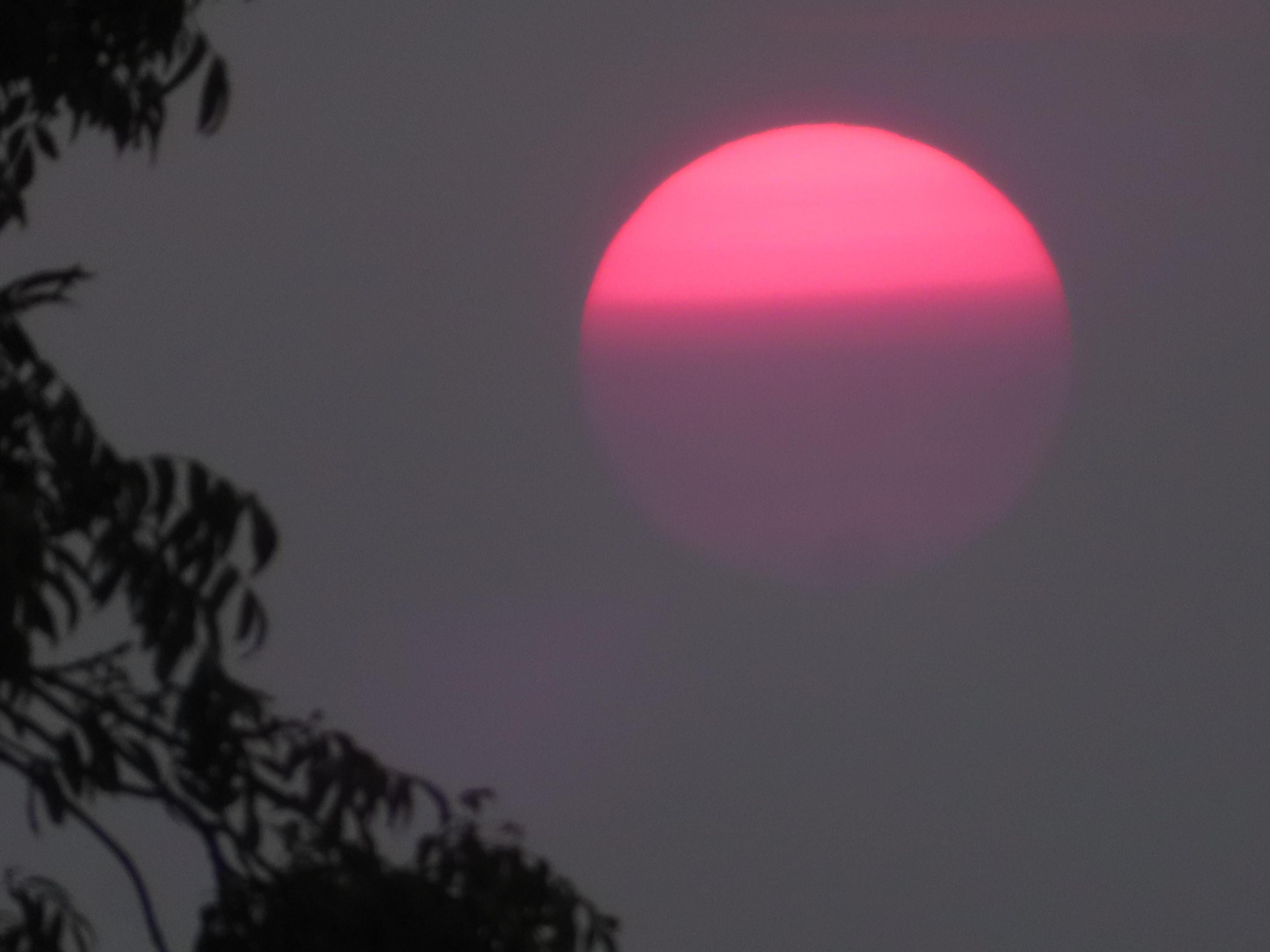 A pink sun setting with branches in the bottom left corner