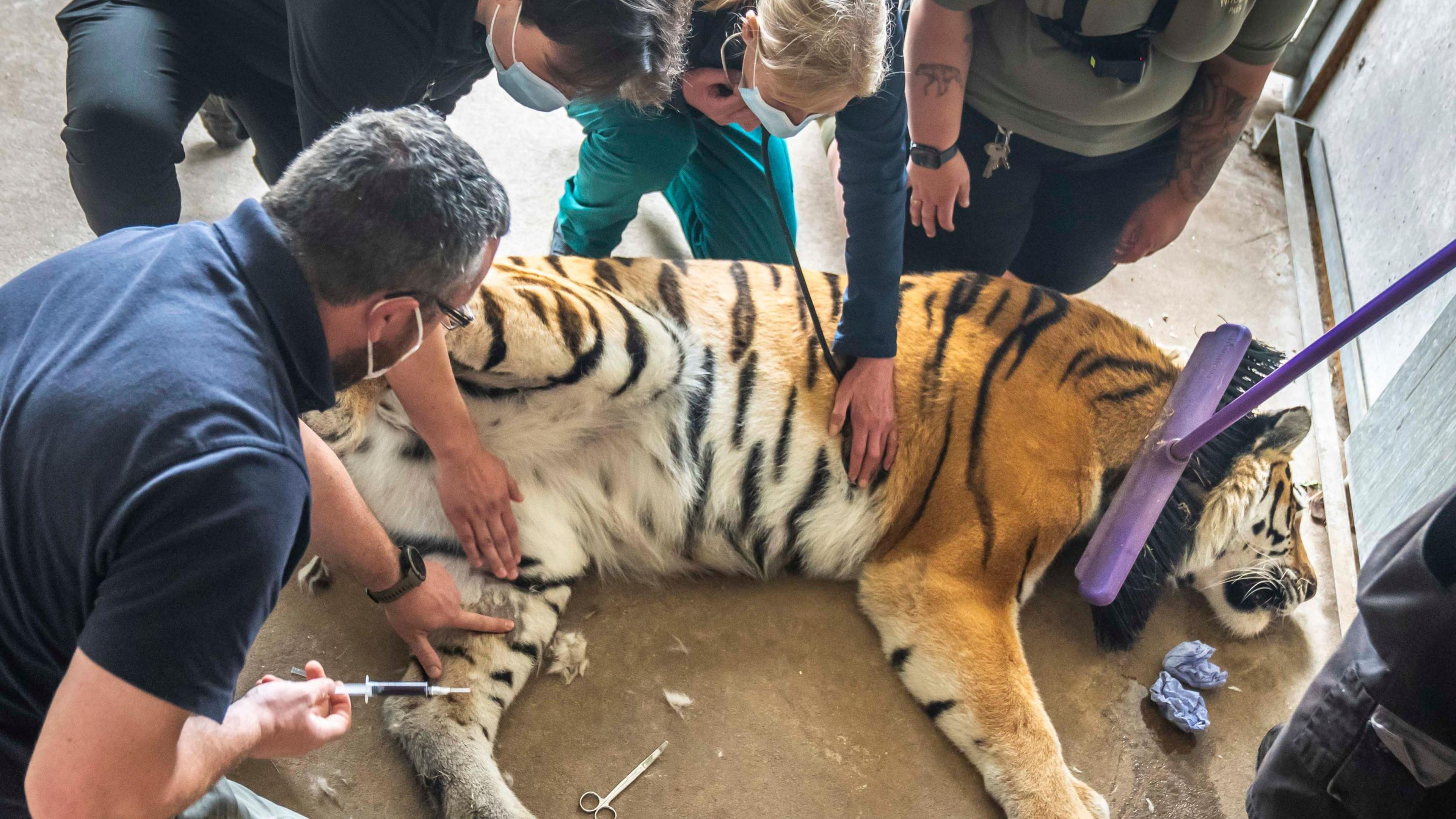 Tschuna sedated during the operation. One vet is crouched with a stethoscope monitoring her heartbeat. Another has a syringe, pointing towards her leg. One holds the brush-end of a broom over her neck. Others stand nearby, and there is a pair of scissors on the floor.
