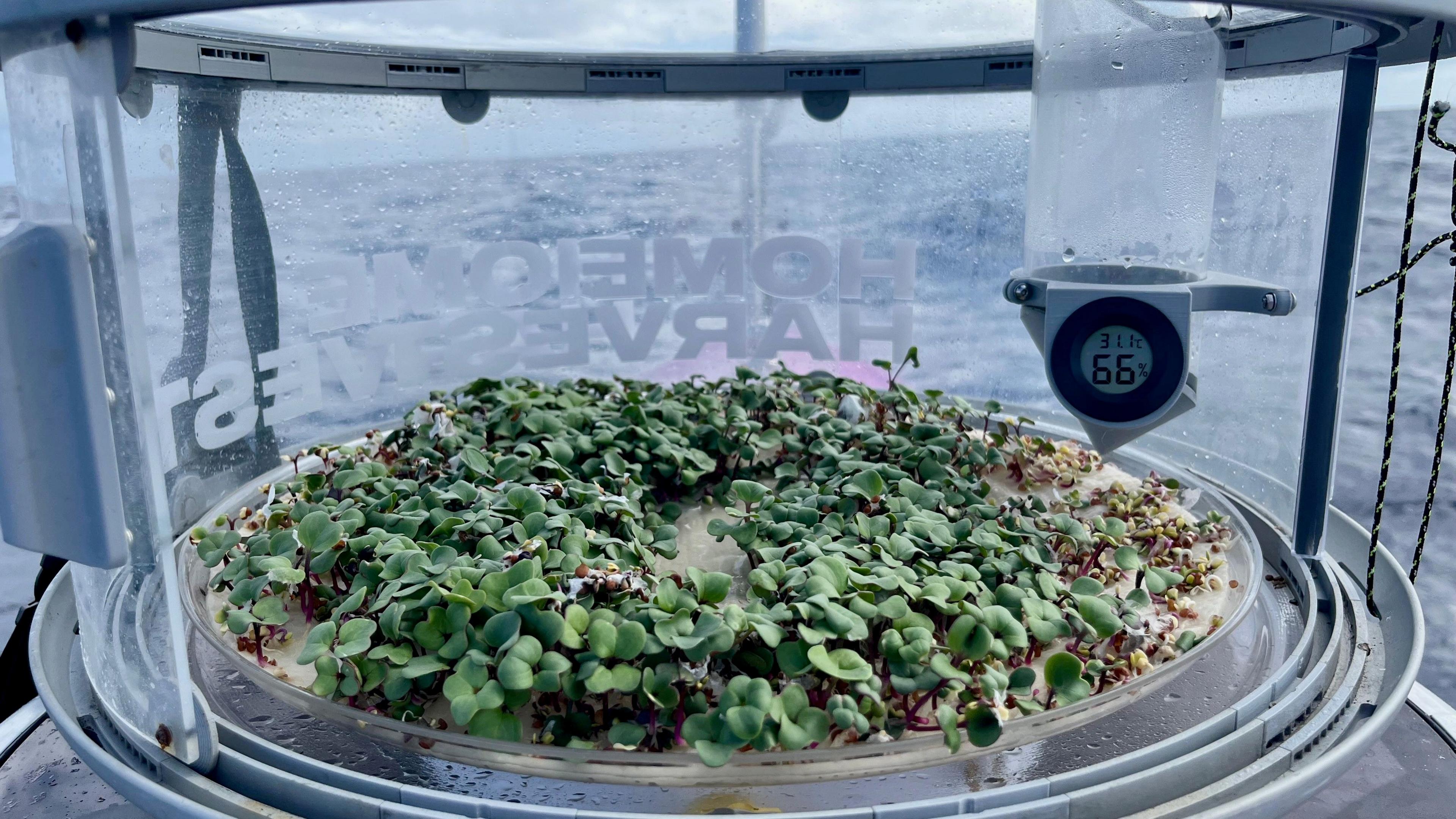Close up of the Home Harvest "smart farm". At the bottom, a sheet of cream paper embedded with sheets can be seed. Green shoots are growing. The Pacific Ocean can be seen in in the background.