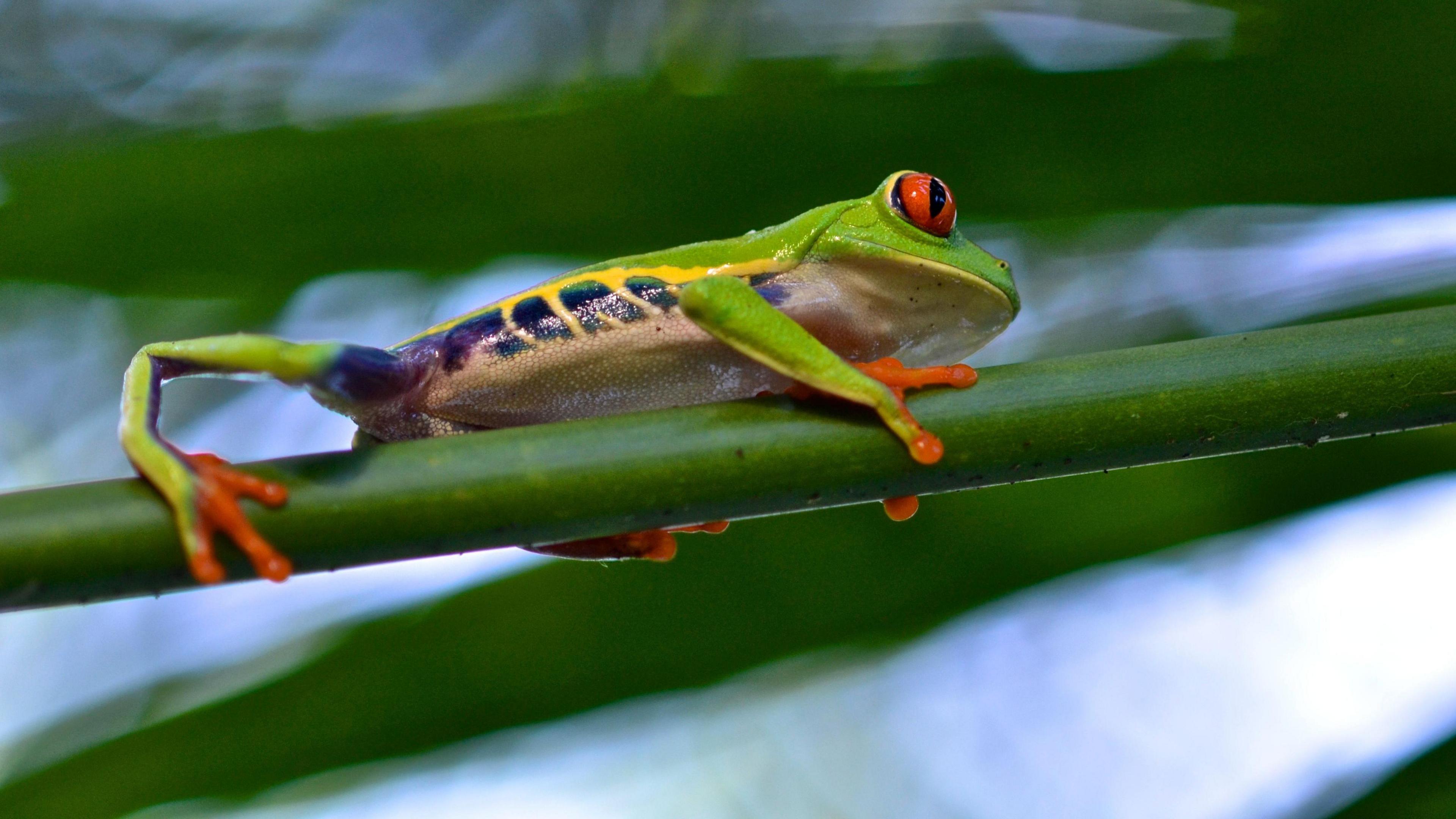 A Red-Eyed Leaf Tree frog is crawling along a thick green stem. It has red and black striped eyes, red feet and a bright green body with black and yellow stripes on its side. 