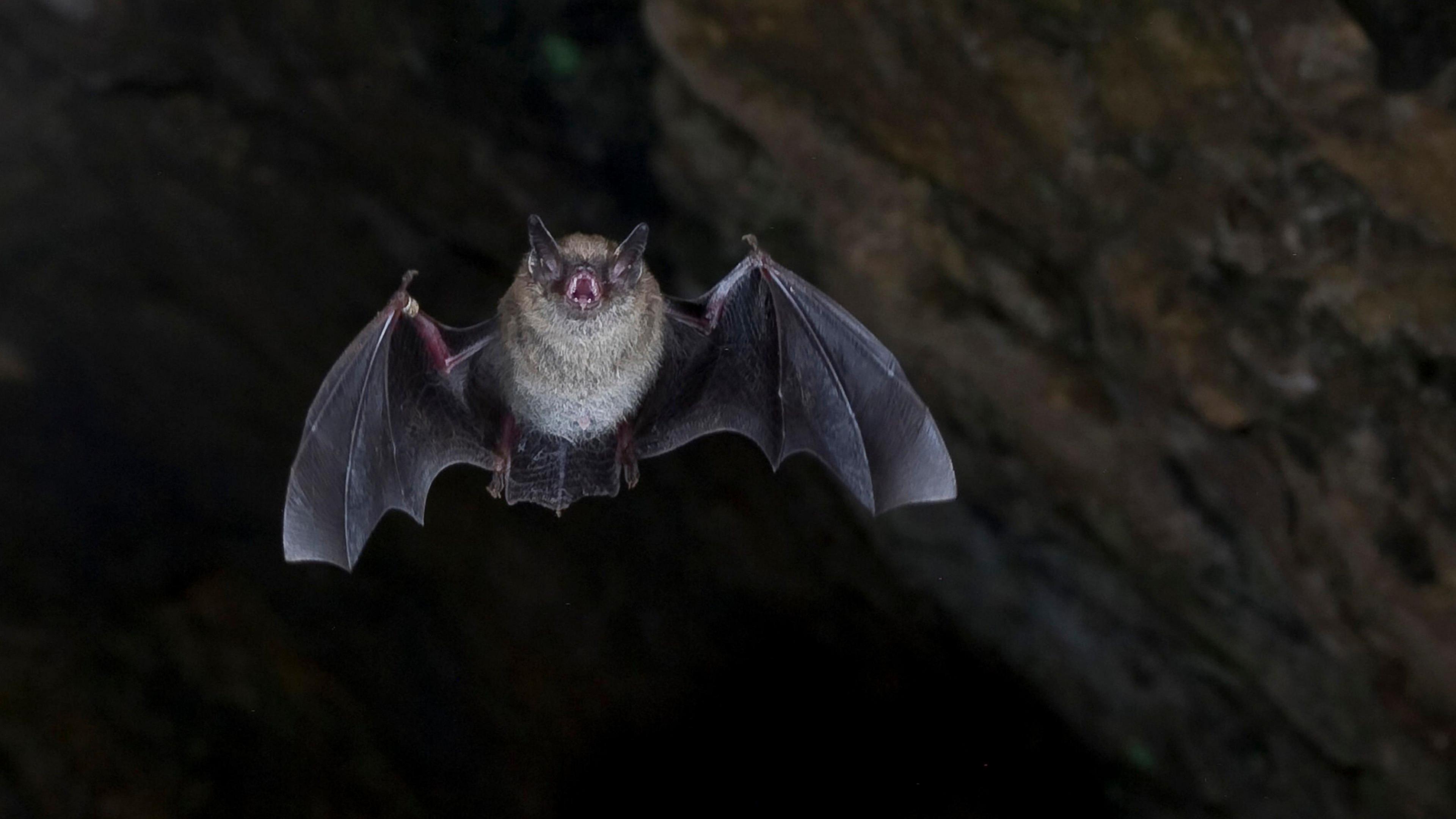 A bat flies through a dark cave