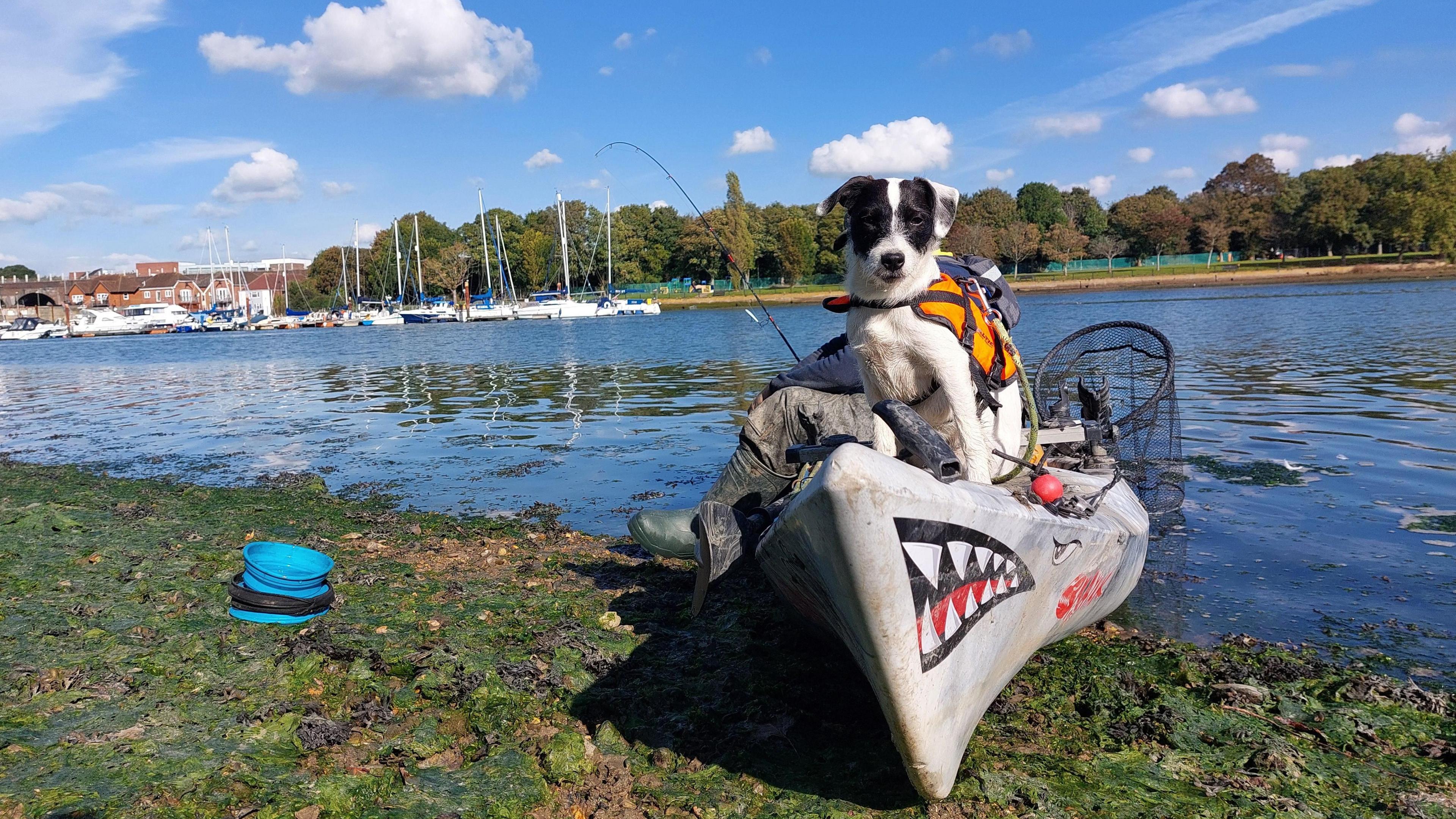 A dog sits on a canoe-like boat which has a shark's face painted on it. Half of the boat is out of the water and the other half in. A fishing net can be seen at the rear of the boat. Other sailing boats can be seen in the distance under a blue sky with wispy white clouds