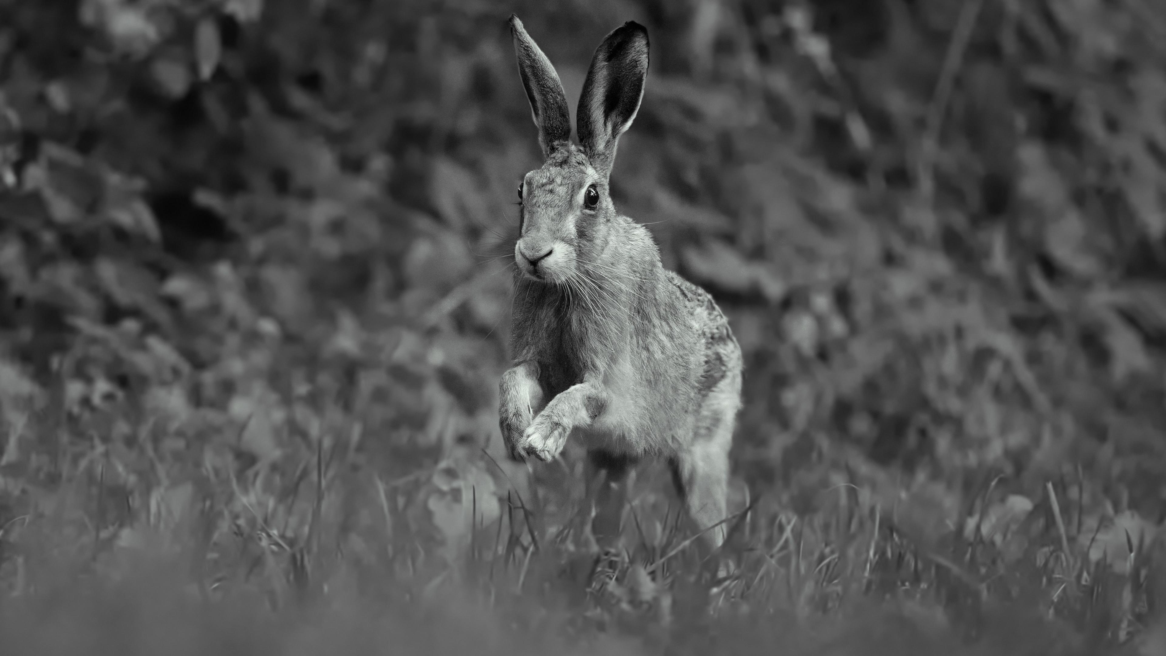 A black and white image of a wild hare running through a field.