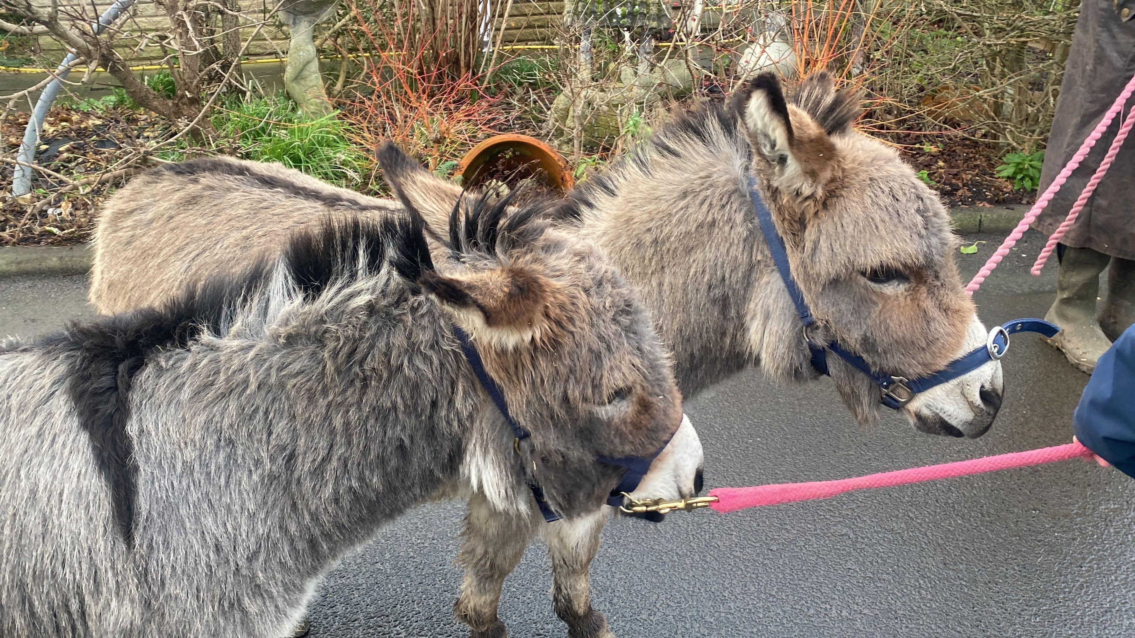 A picture of the two mini donkeys James and Bertram