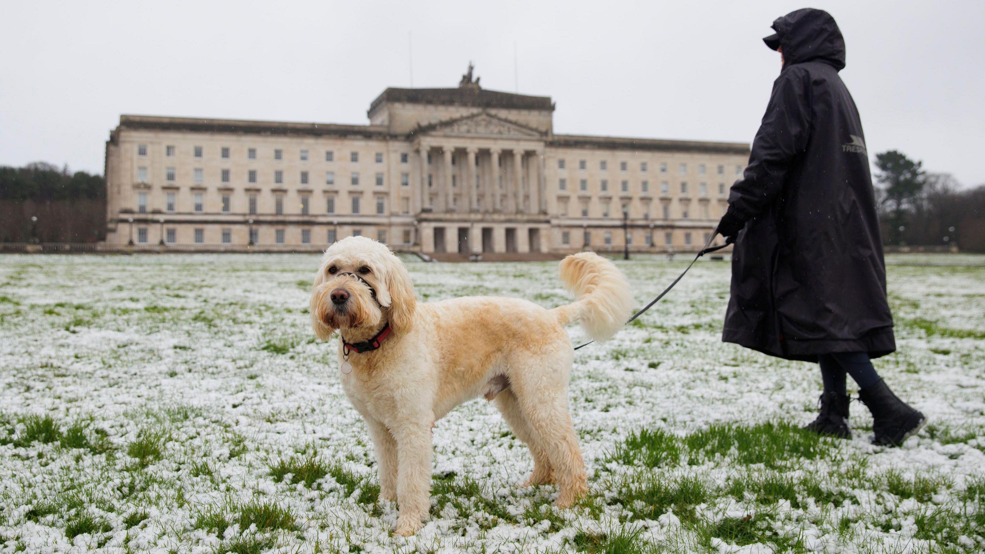 Dogwalker at Stormont