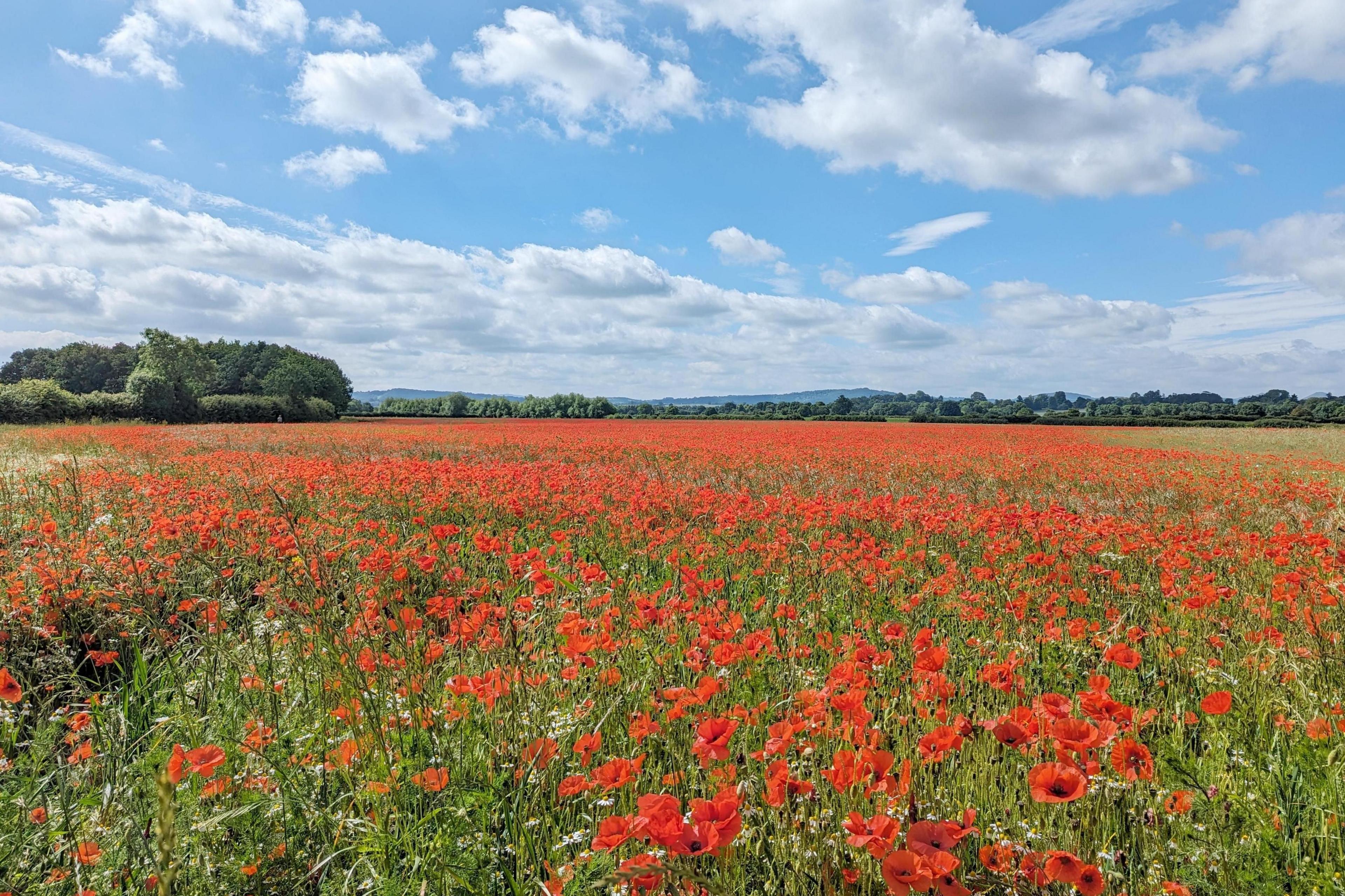 Field of poppies