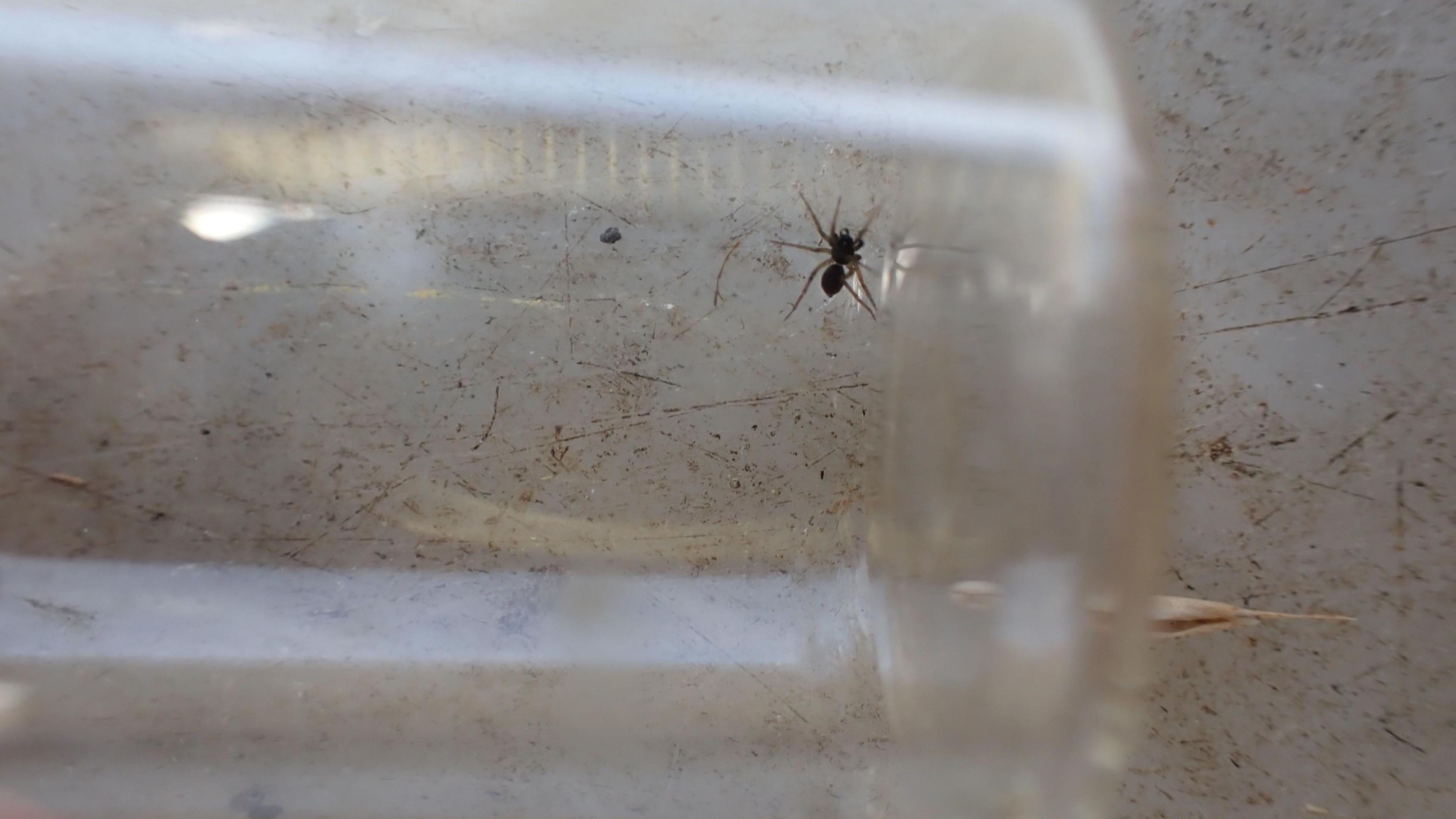 Another image of the spider, this time crawling in a glass jar.