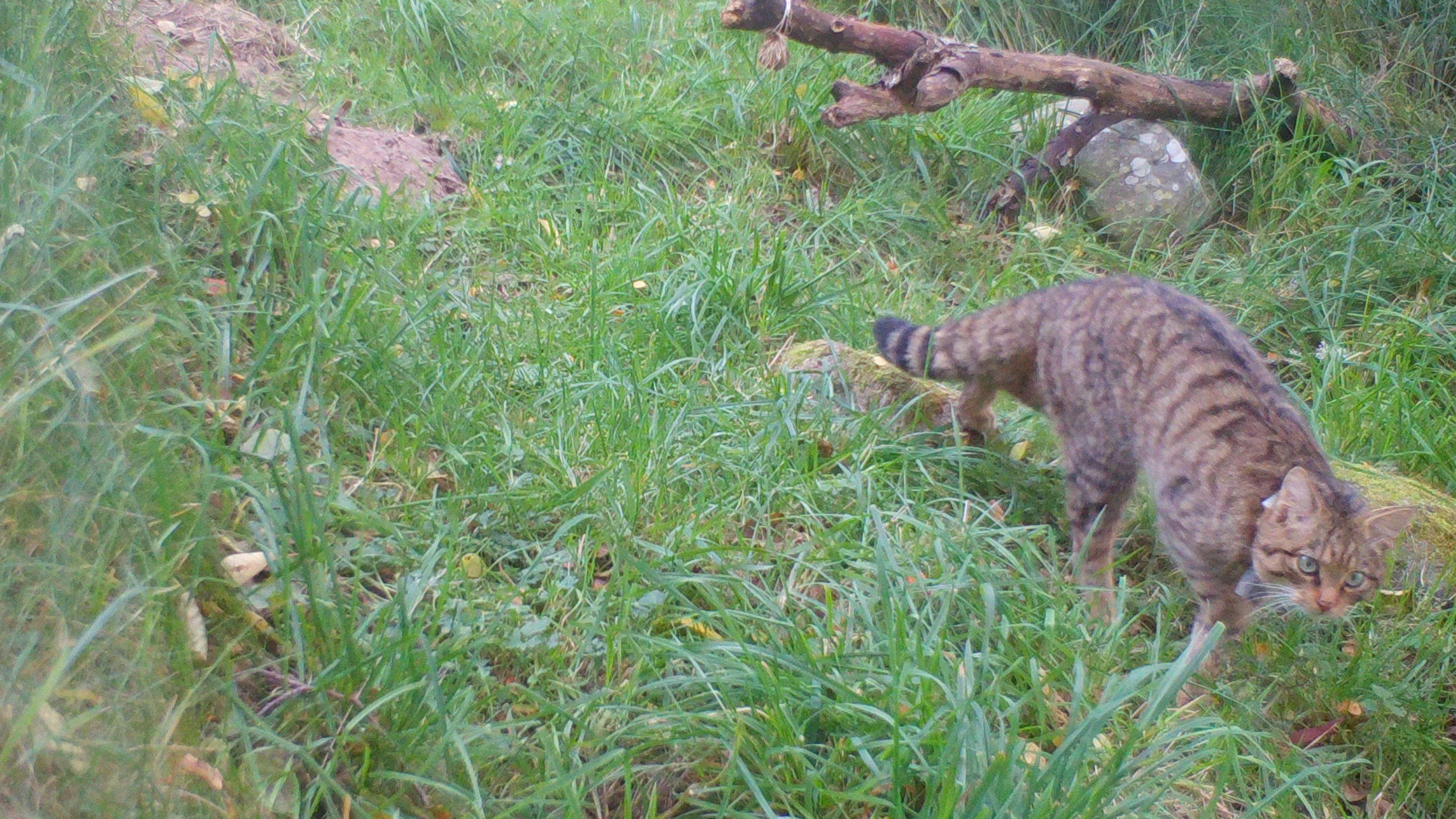 Wildcat out in Scotland national park