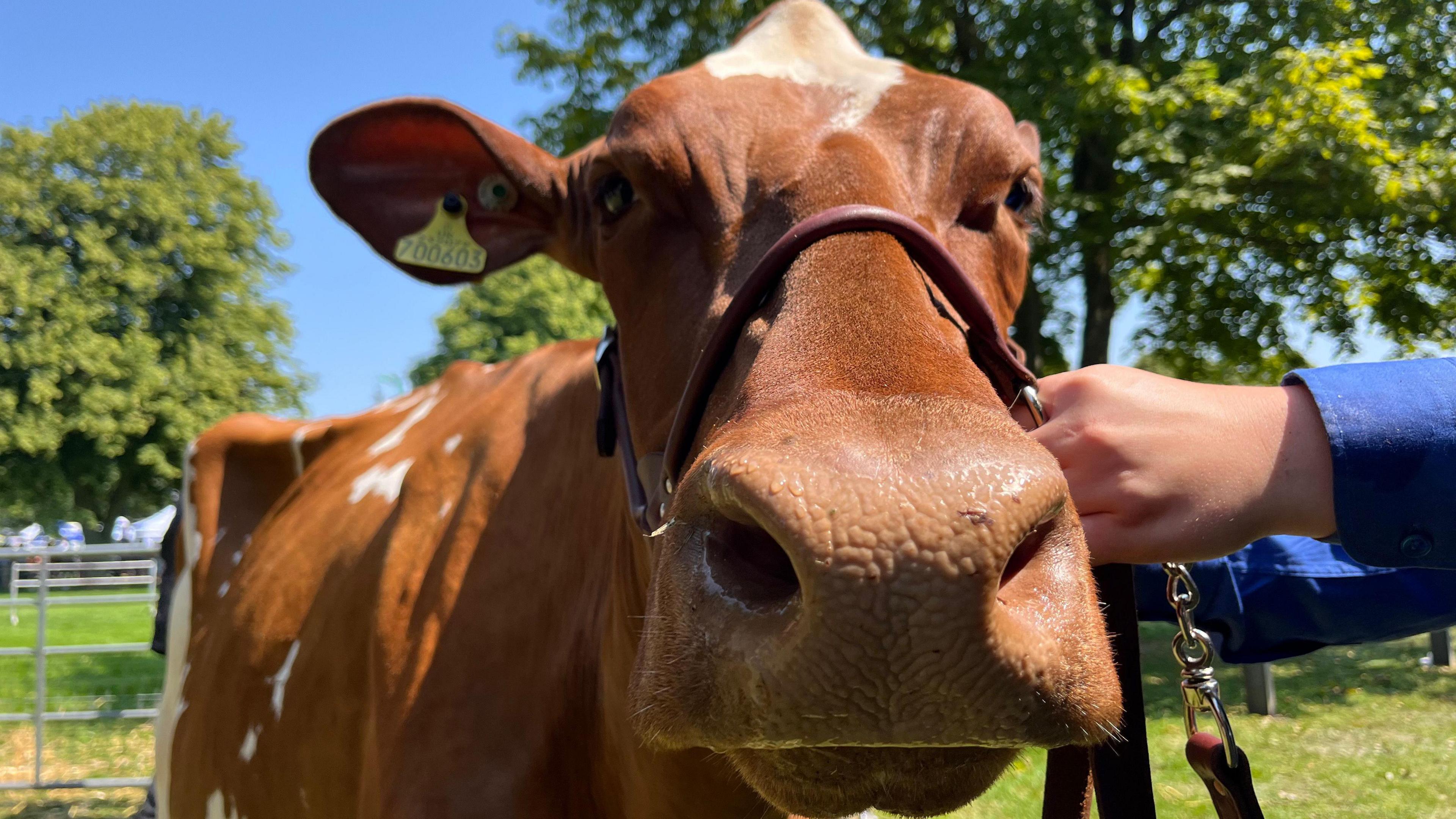A dairy cow with its nose up close at the camera in a field which has green grass, trees and a bright blue sky