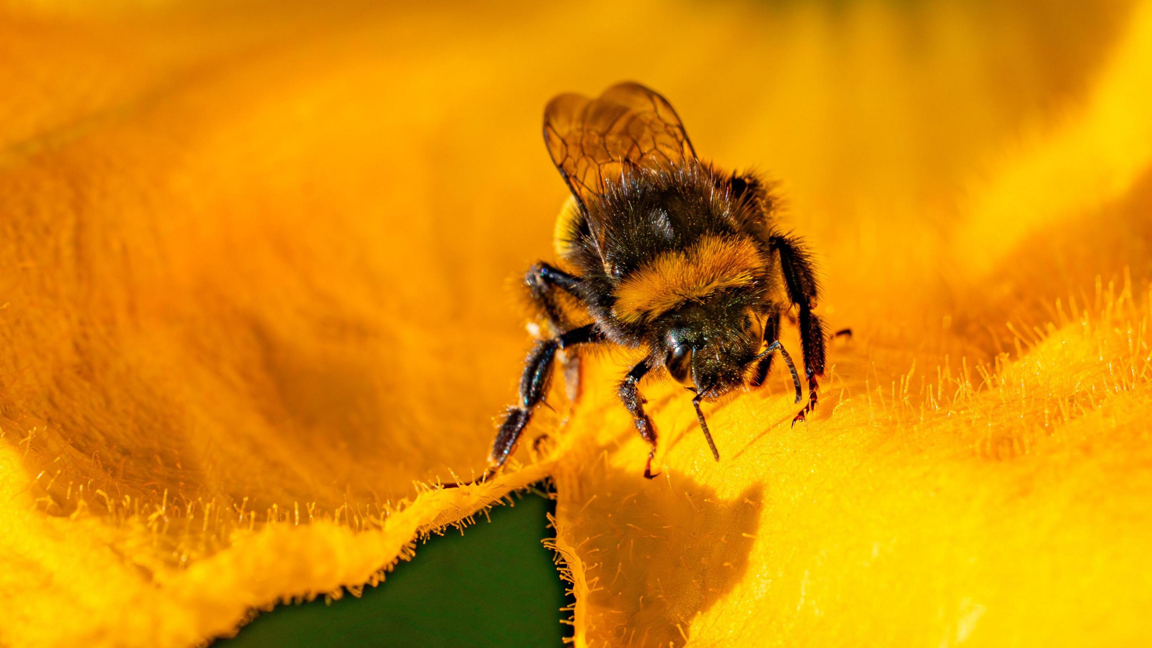 A bee on a flower