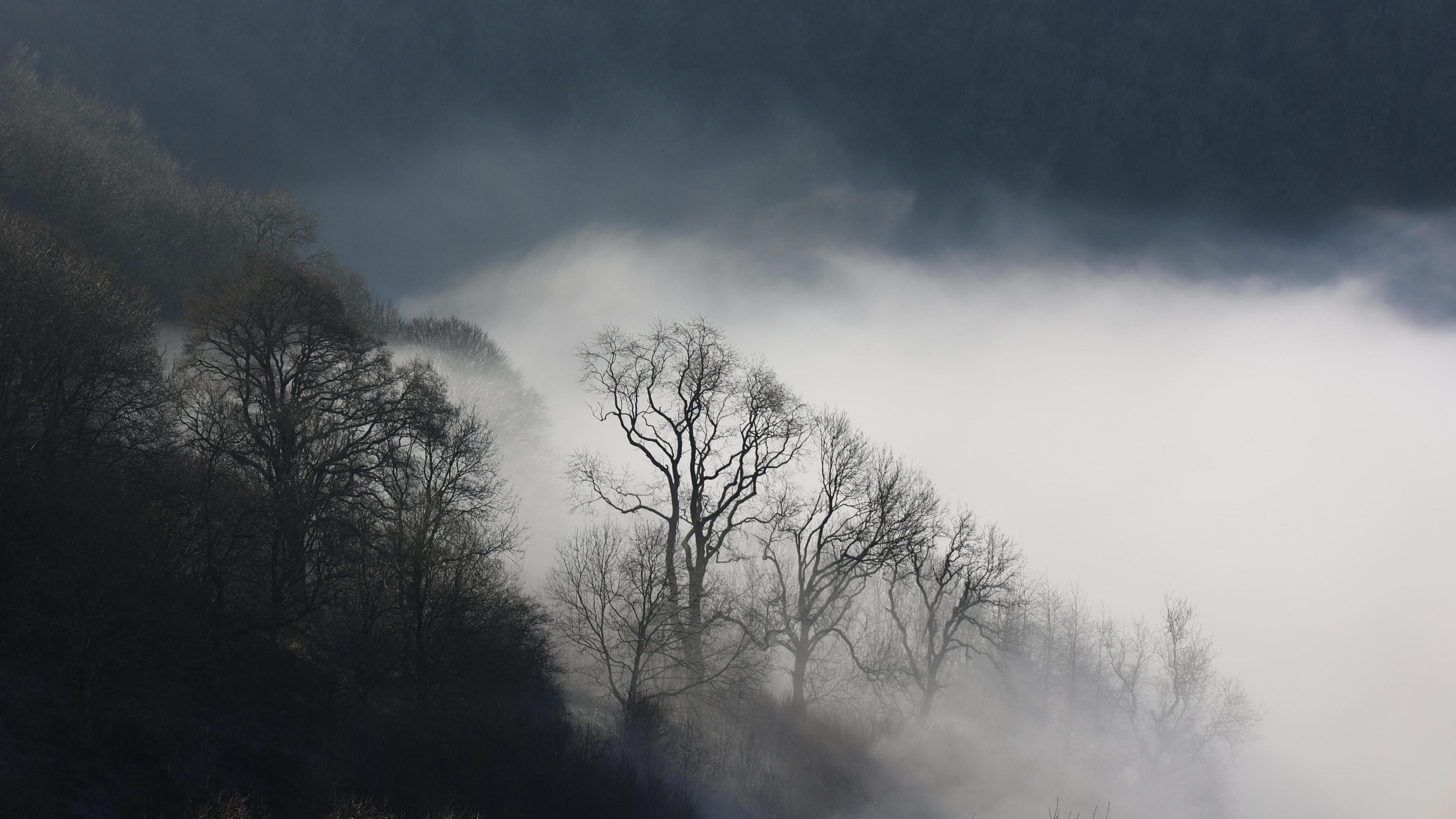 An abstract photograph of a very dark sky, with misty white clouds smothering a canopy of trees. The branches are sparse and black in the low light. The trees fade into an indistinguishable mass.