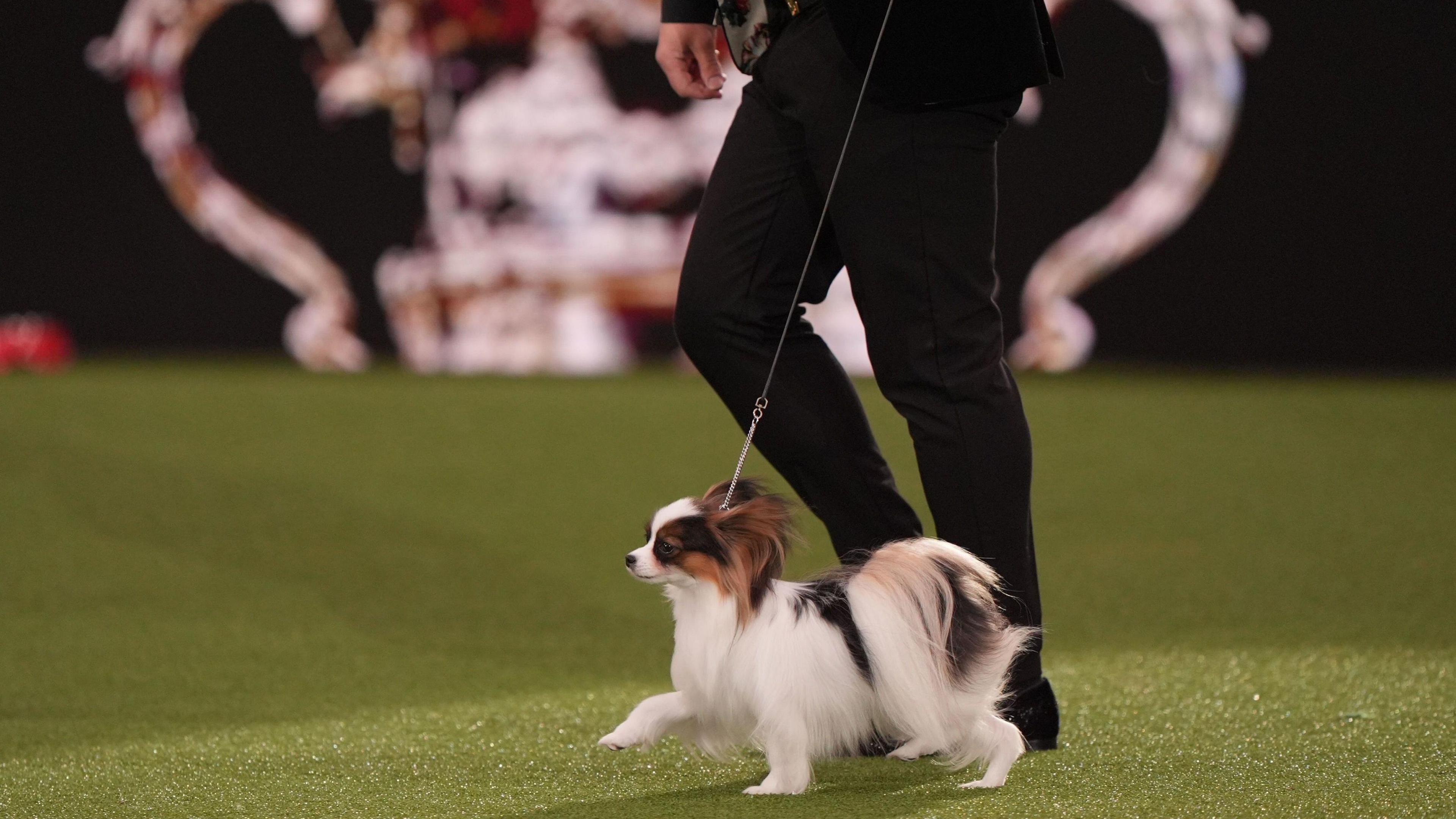 A small dog with long fur, mainly white but with some brown and black streaks, totters around on a lead next to a man's legs, in black trousers