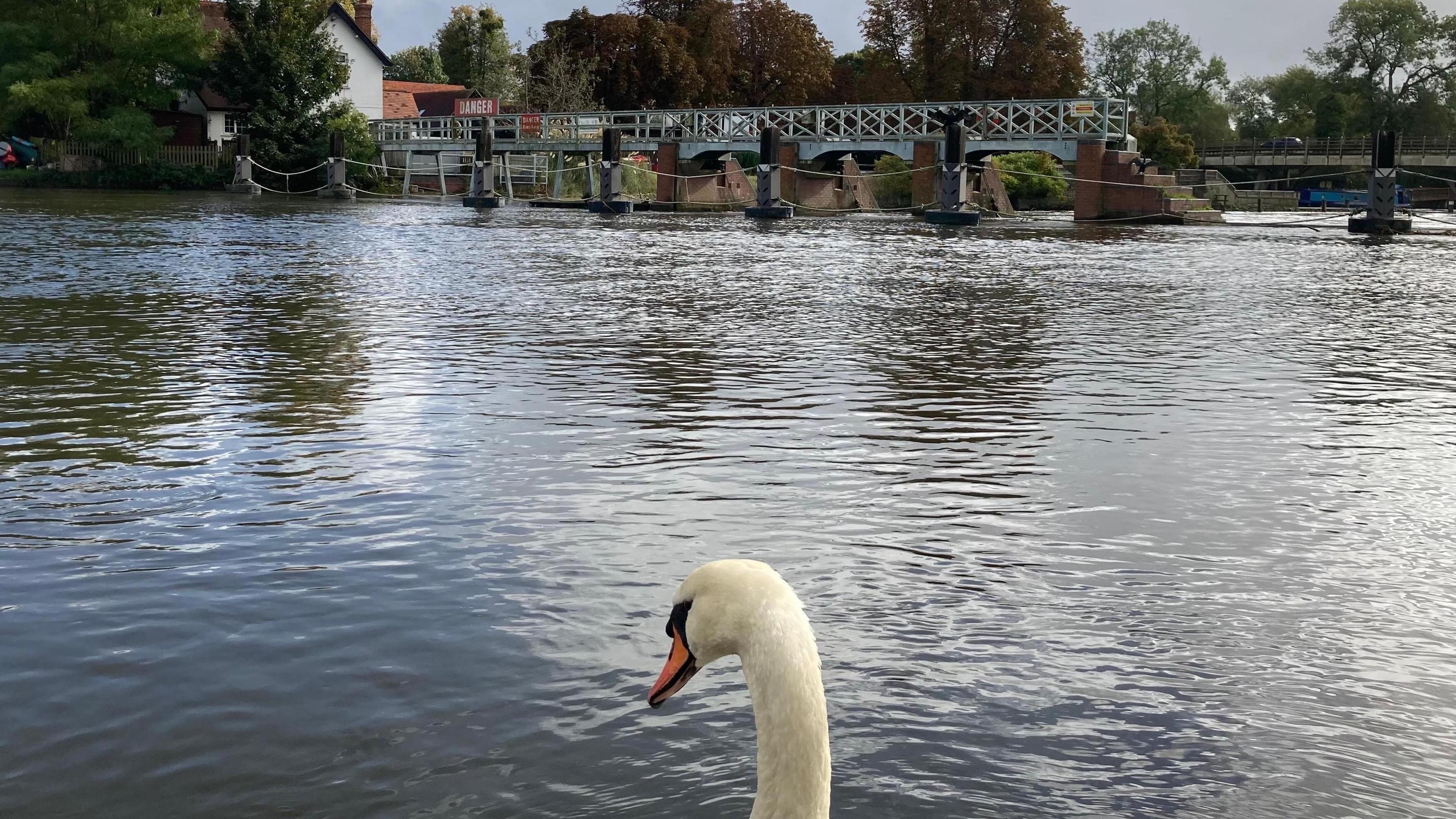 A swan's head can be seen popping up in the foreground of the picture with a river taking up most of the shot. There's a weir and lock in the background with a sign saying "danger" on it