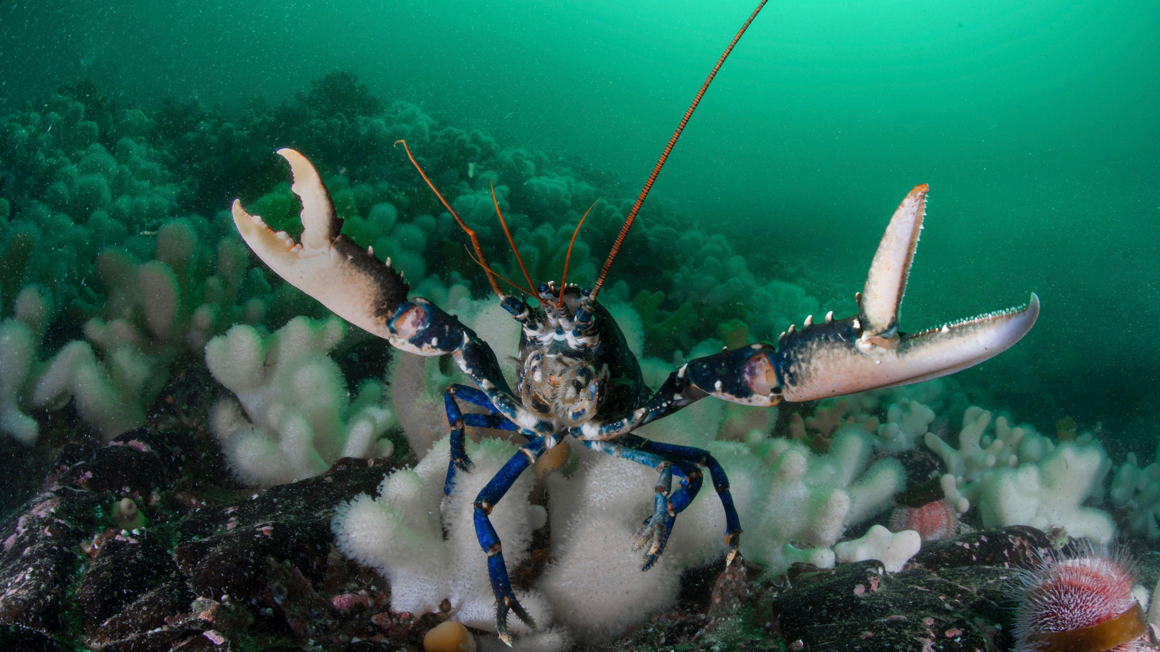 European Lobster