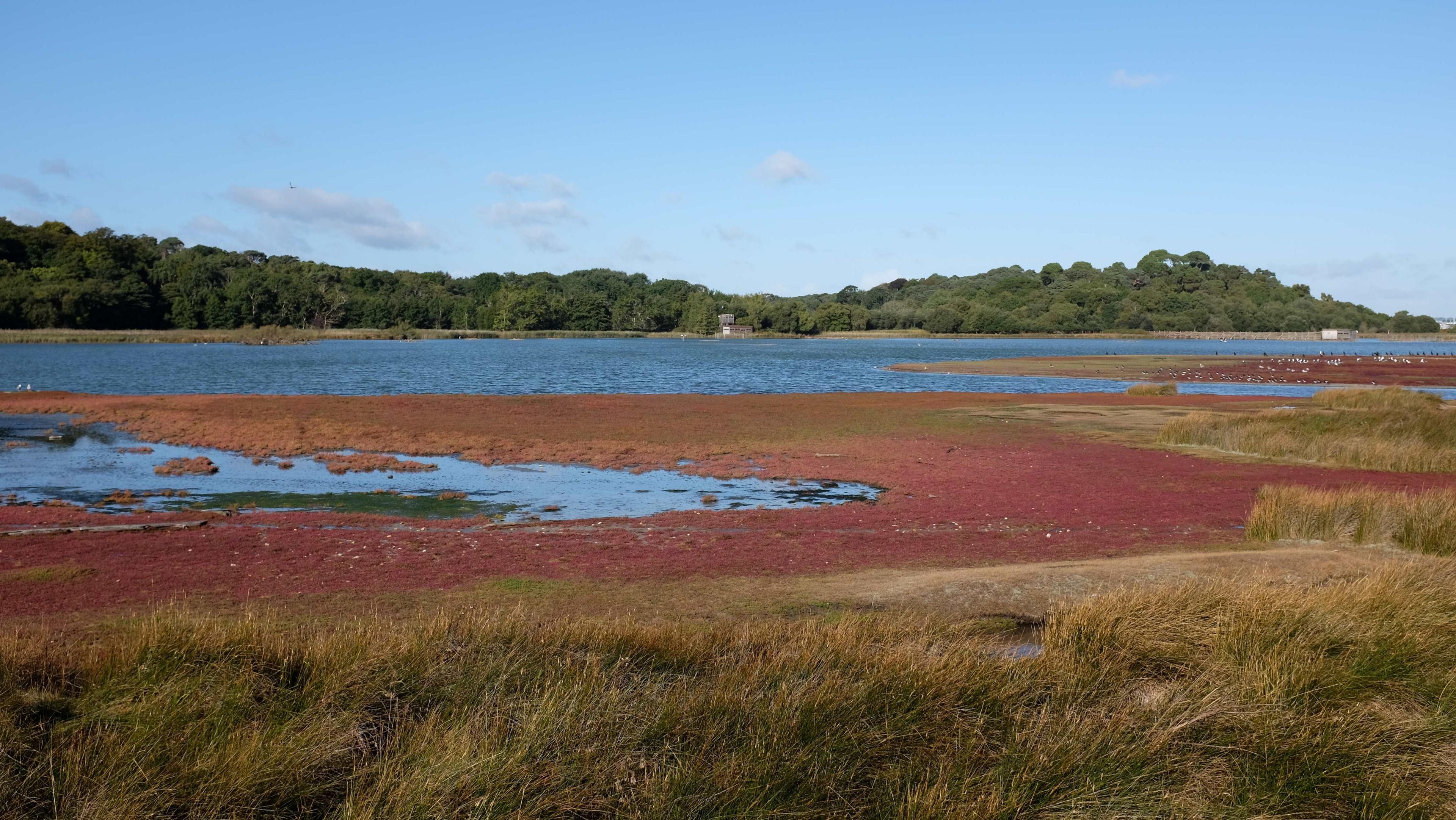 Brownsea Lagoon