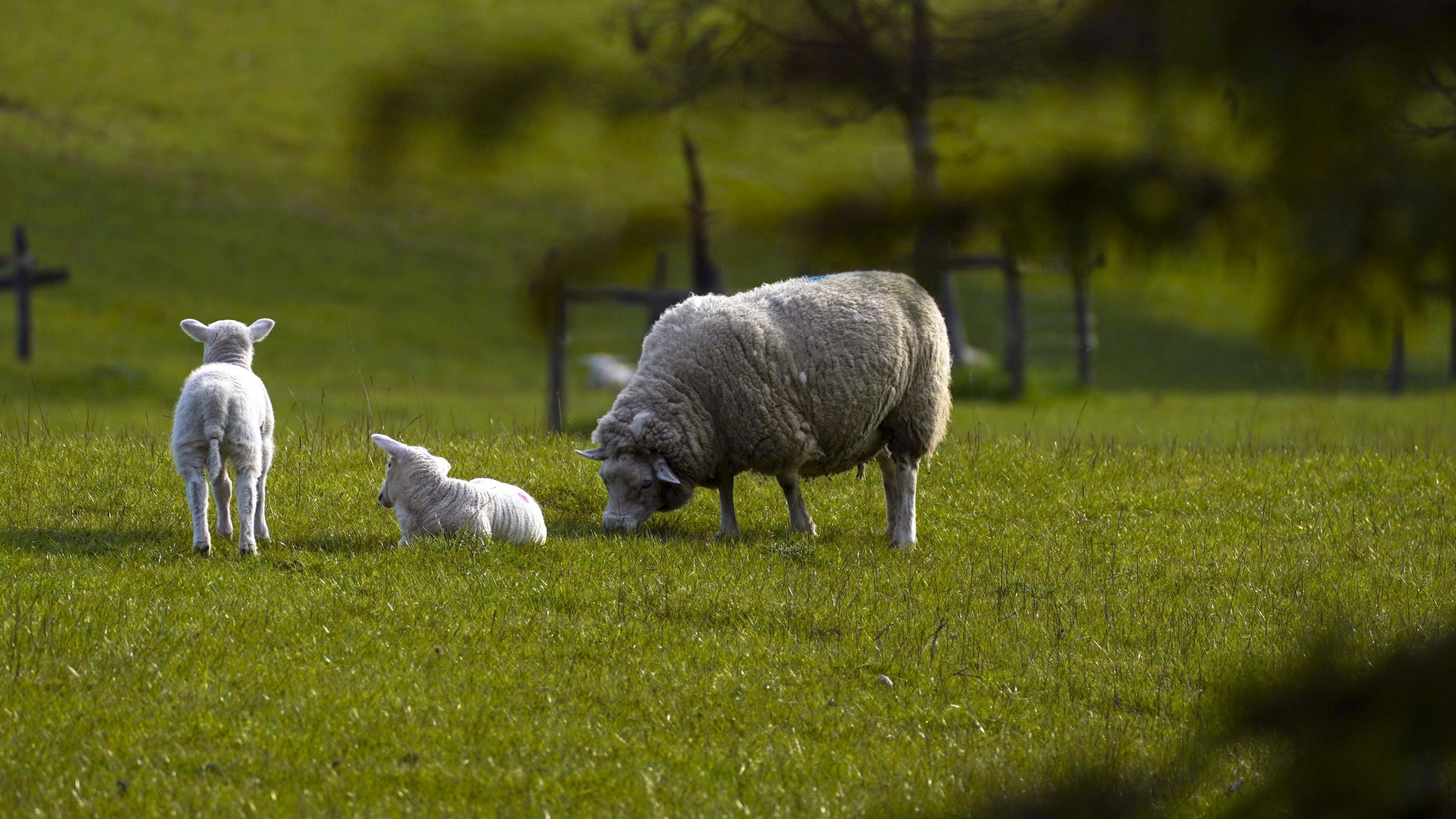 A sheep with two lambs in a field.