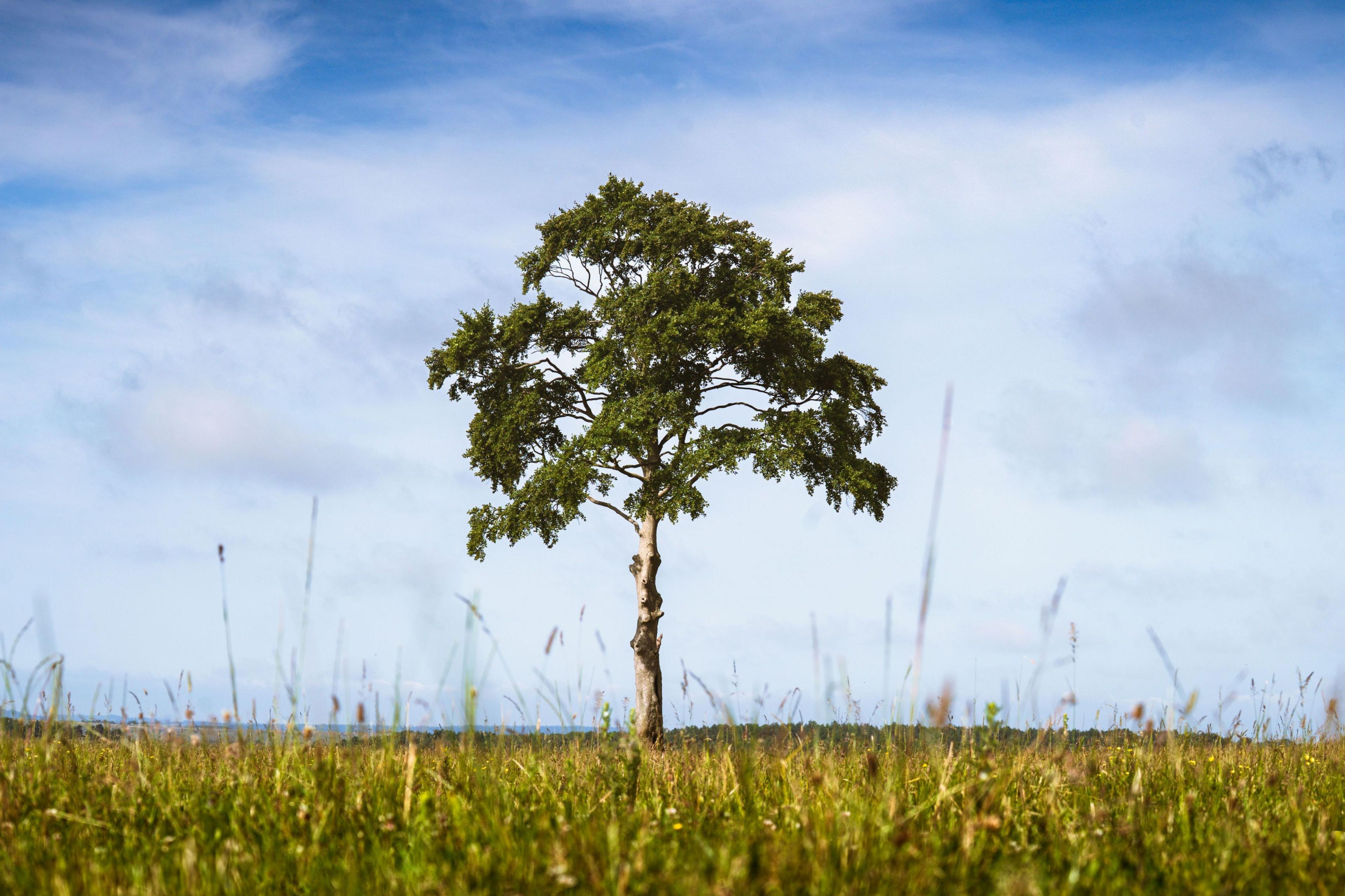 The Lollipop Tree on Salisbury Plain