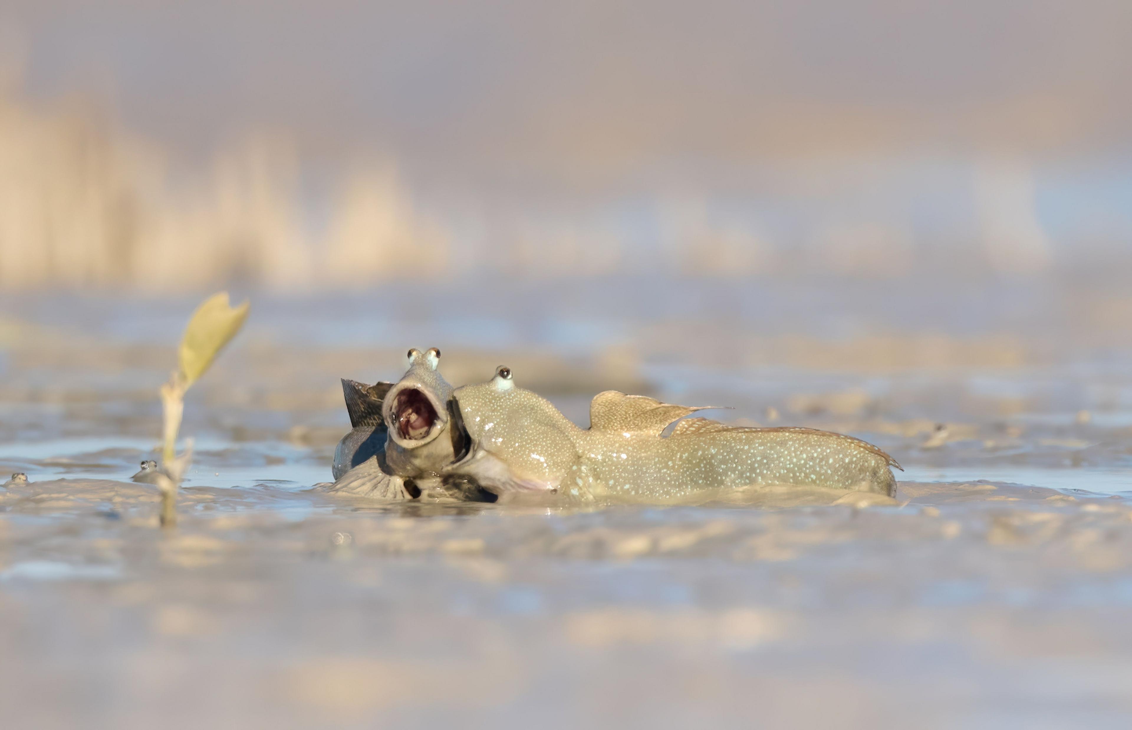 two blue spotted mudskippers in mud with their mouths open