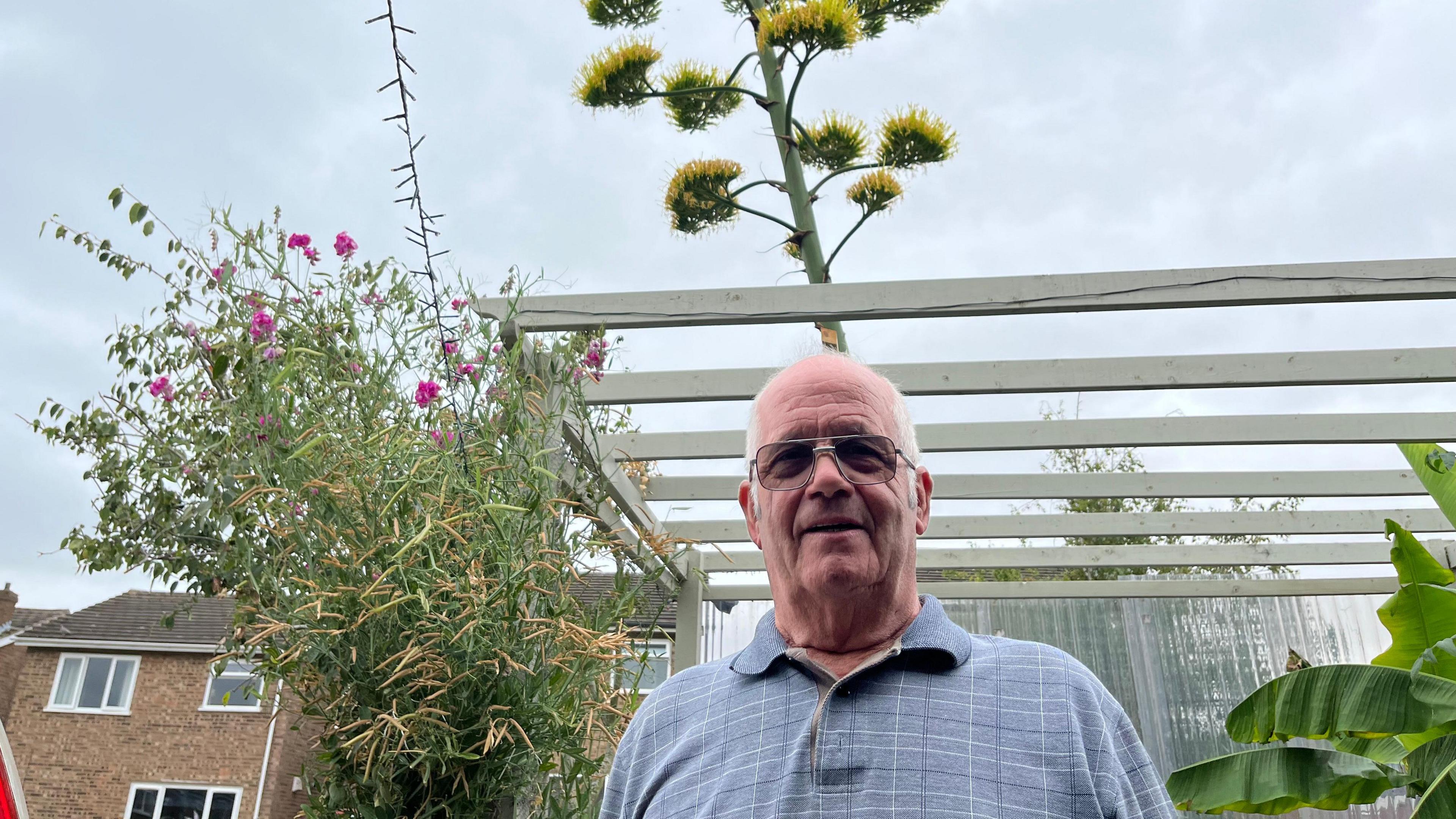 Tony Kennington has a bald head with grey hair on the side of his head with side burns, he is wearing dark tinted glasses and has a light blue shirt on. Behind him is a wooden structure with cross beams that was previously covered in Perspex sheeting before it was removed in May to allow the plant directly behind him to shoot up to over 6m (22ft). The plant has clumps of yellow flowers on branches from about 4m (13ft) up the trunk.