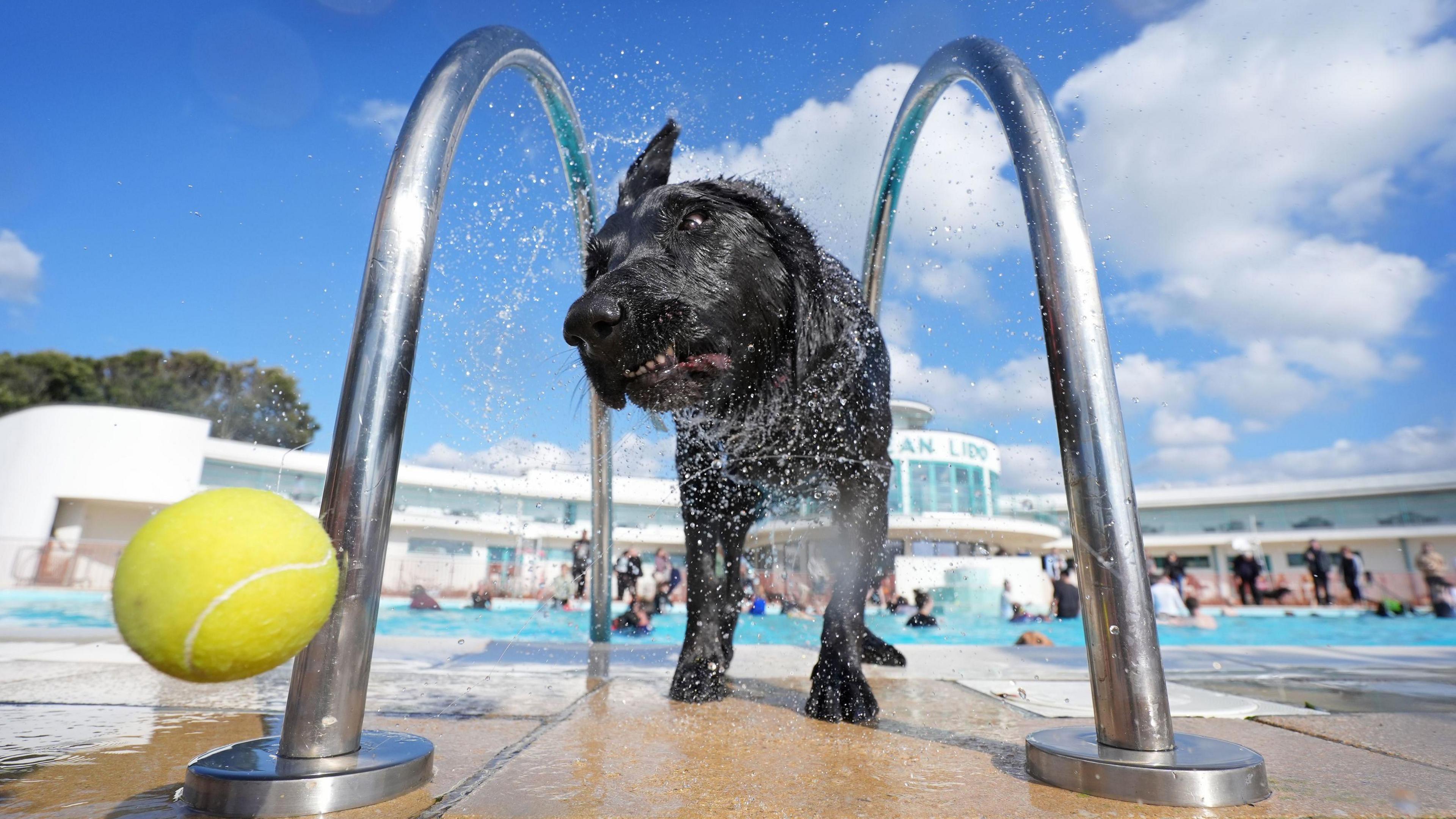 A dog shakes the water from its coat during a swim in Saltdean Lido in Saltdean, Brighton, during a "Dogtember" swimming even