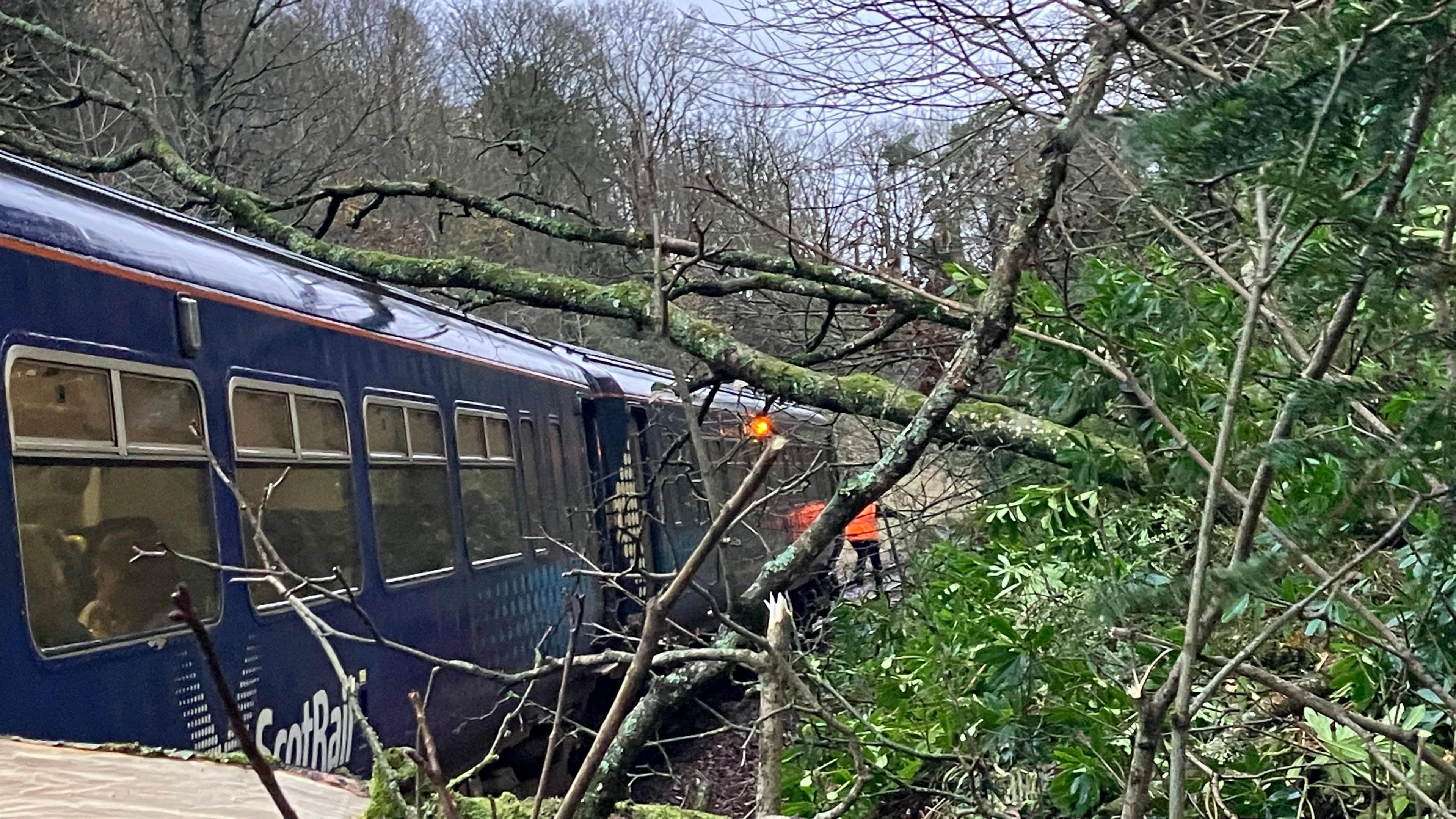 A large fallen tree blocking the track on the Stranraer line near Girvan