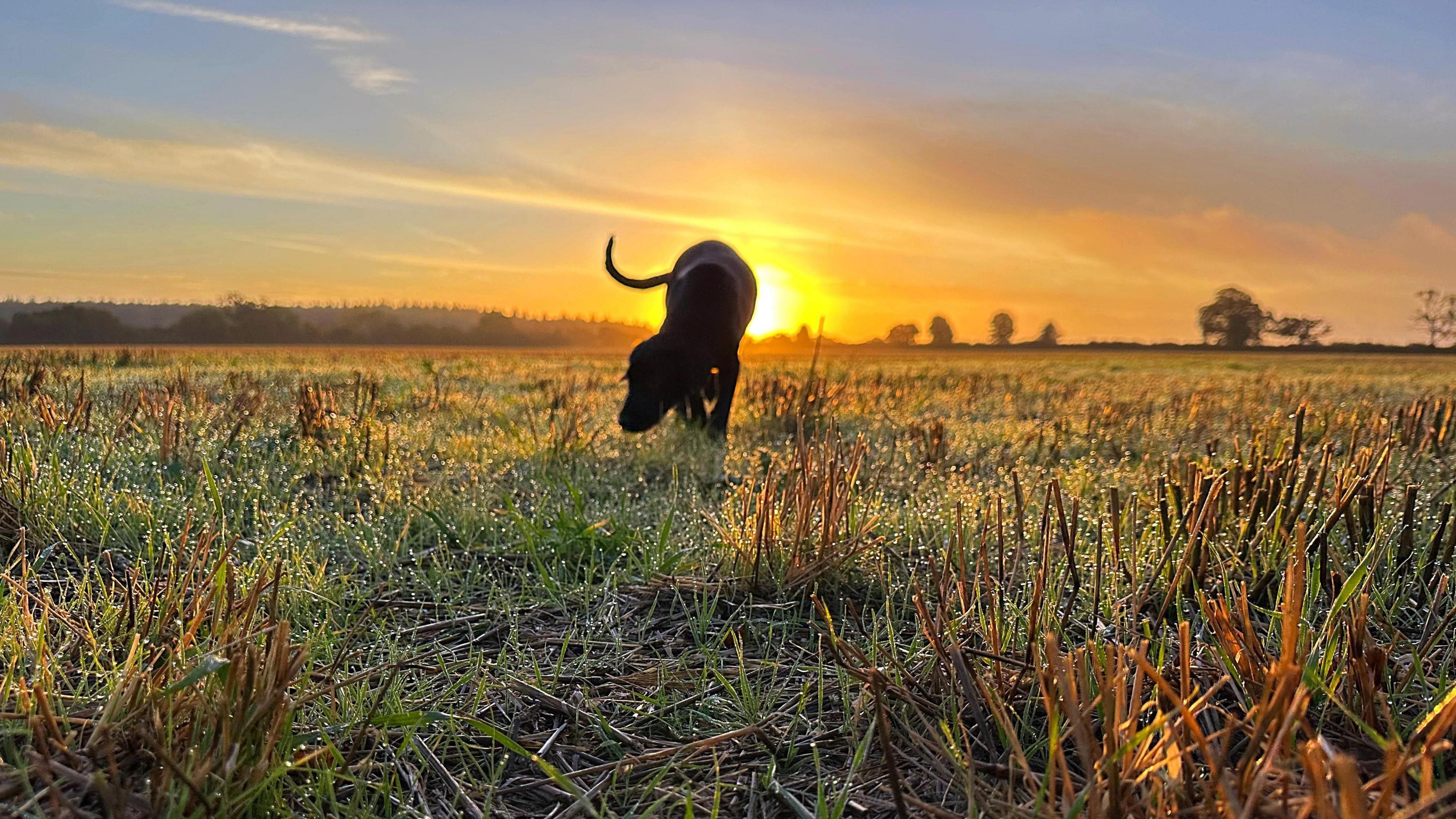 A dog sniffs grass in a large field with a low orange sun in the background 